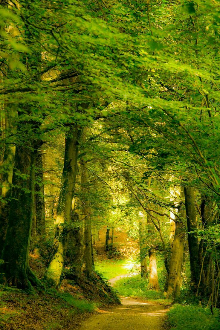 Tranquil Forest Road