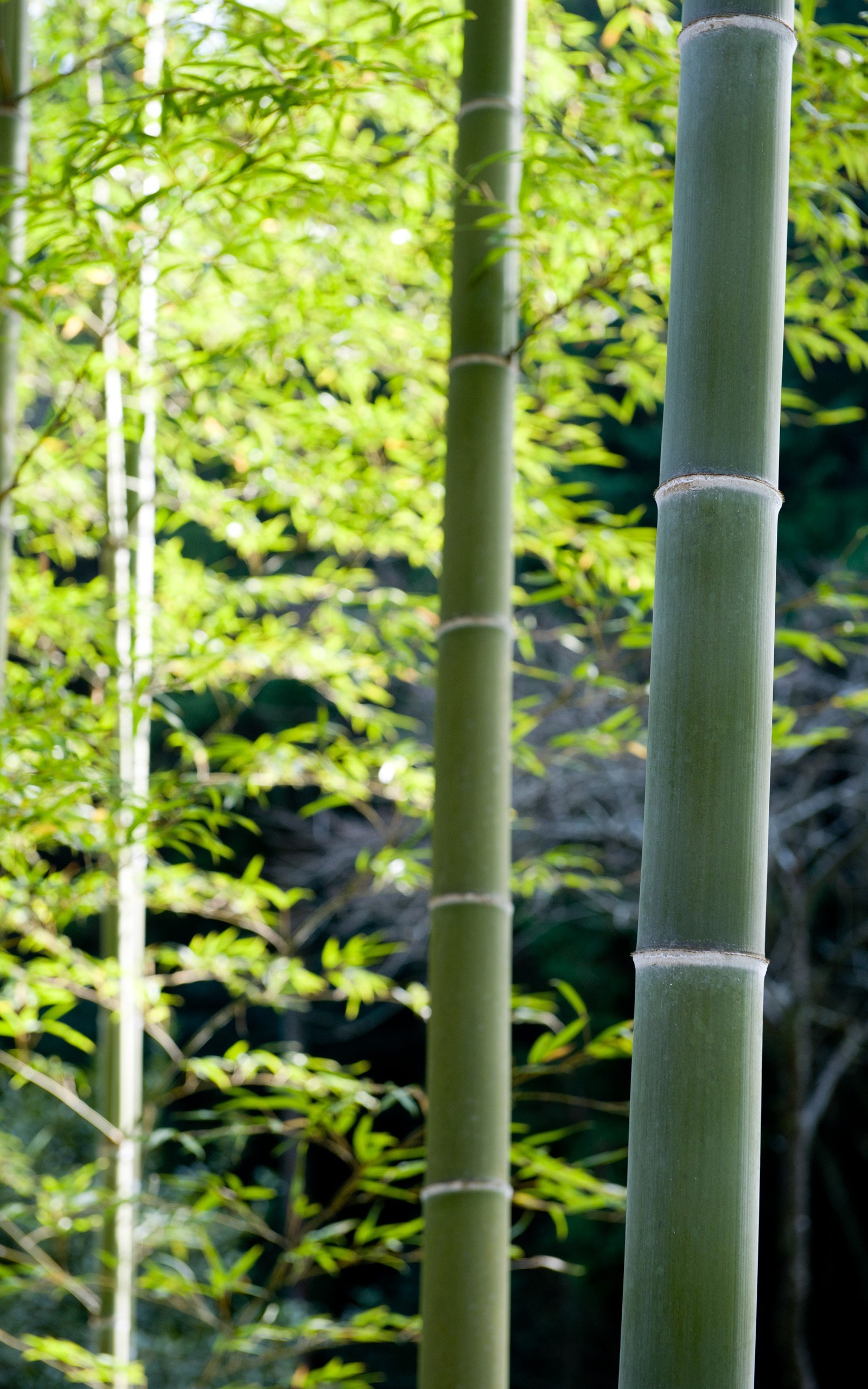 bamboo, Nature, Plants, Forest, Portrait Display Wallpaper HD / Desktop and Mobile Background
