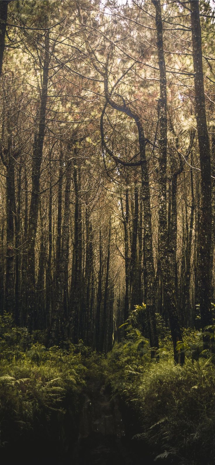 forest filled with trees iPhone X Wallpaper