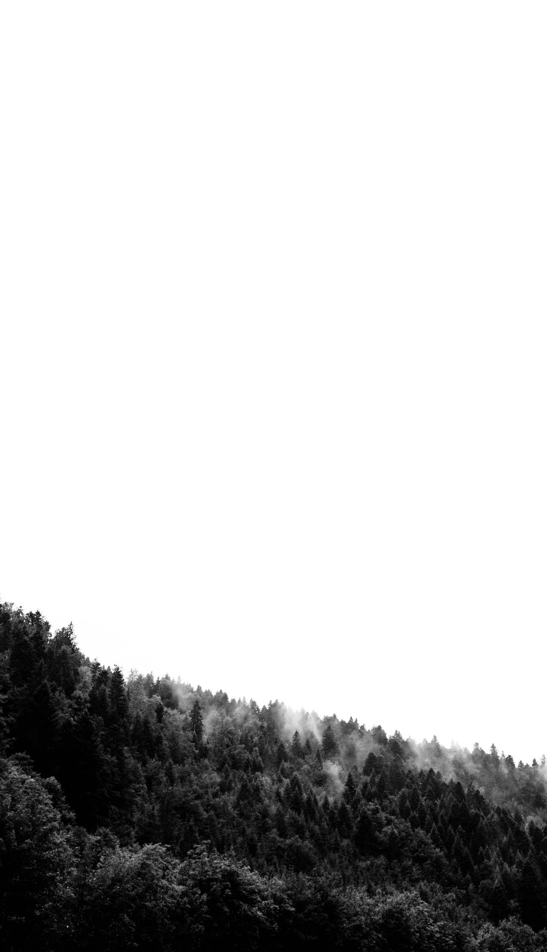 Download Foggy Forest Greyscale Portrait Wallpaper