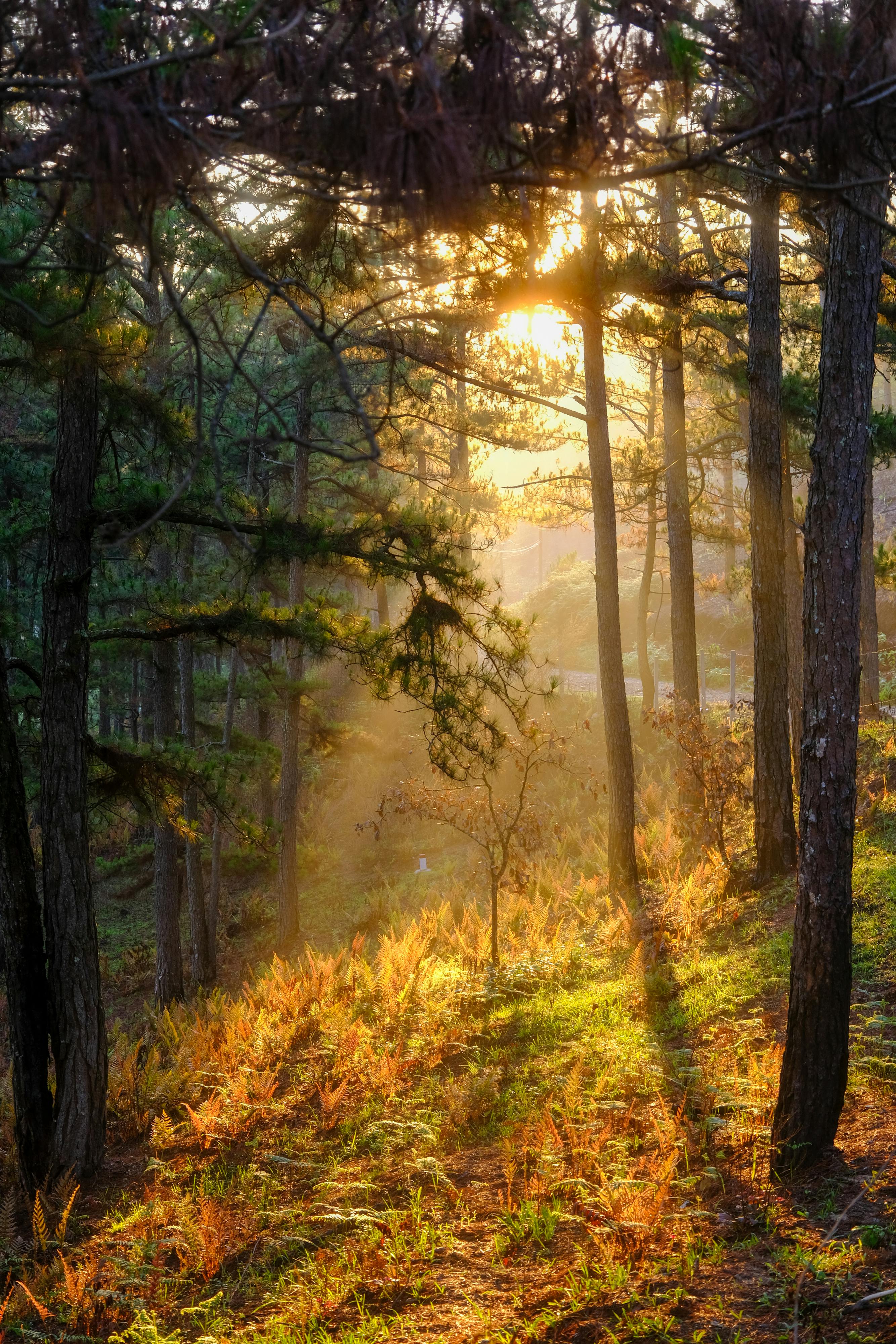 Photo of a Pathway in a Forest · Free