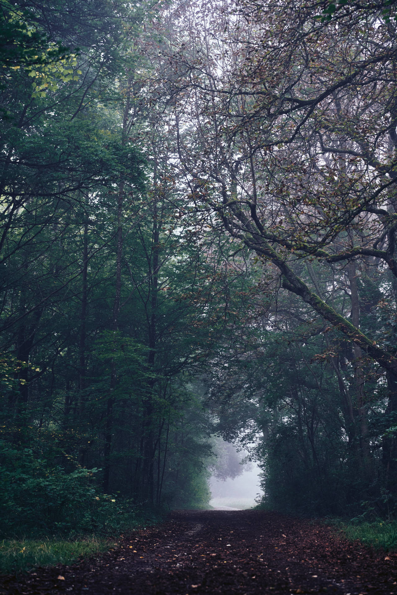 Download Foggy Forest 8K Phone Wallpaper