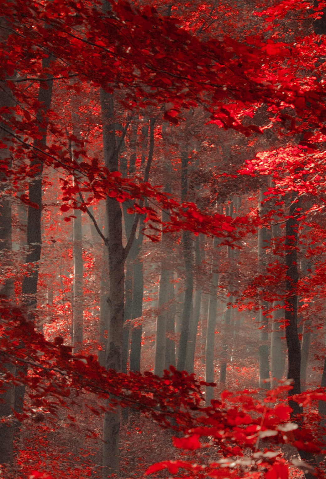 Red Forest Wallpaper for iPhone 11, Pro Max, X, 8, 7, 6