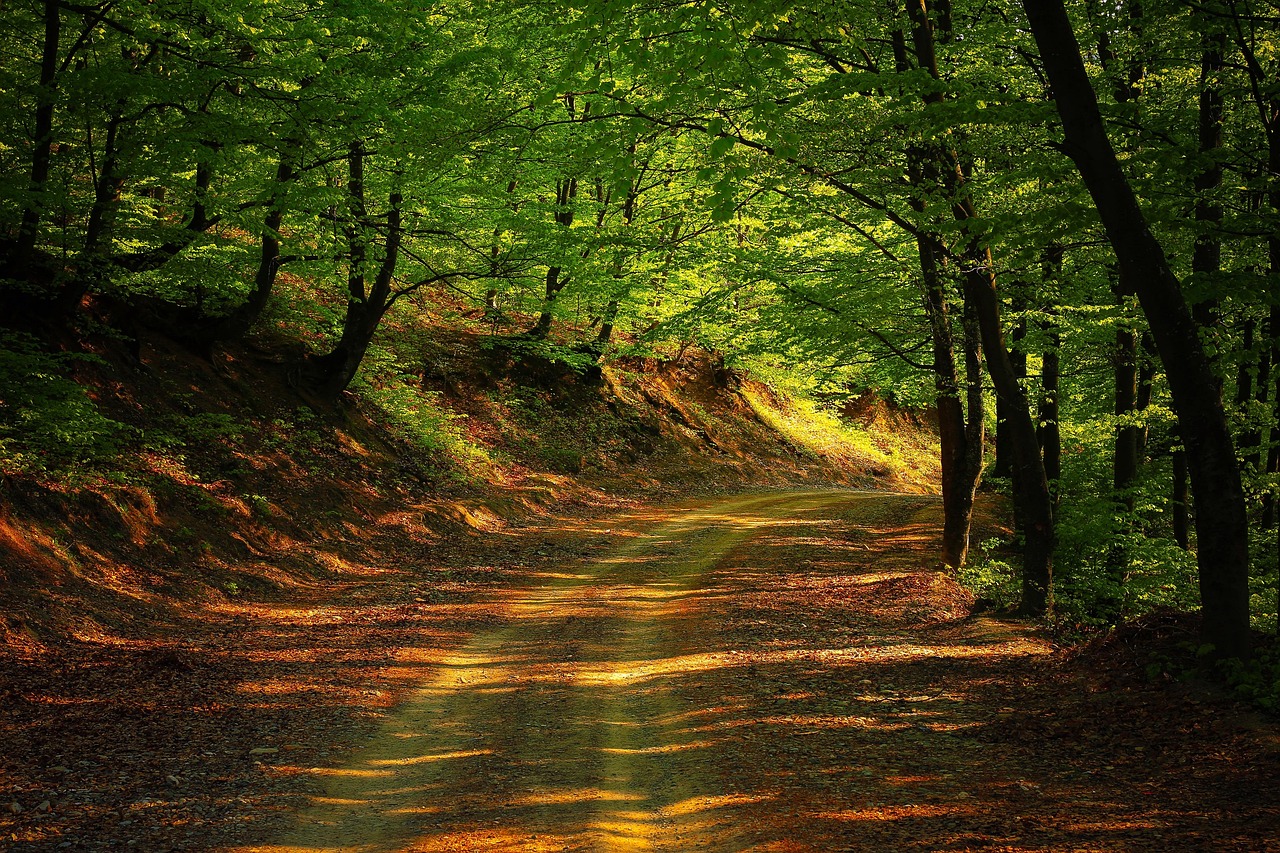 Road Forest Nature