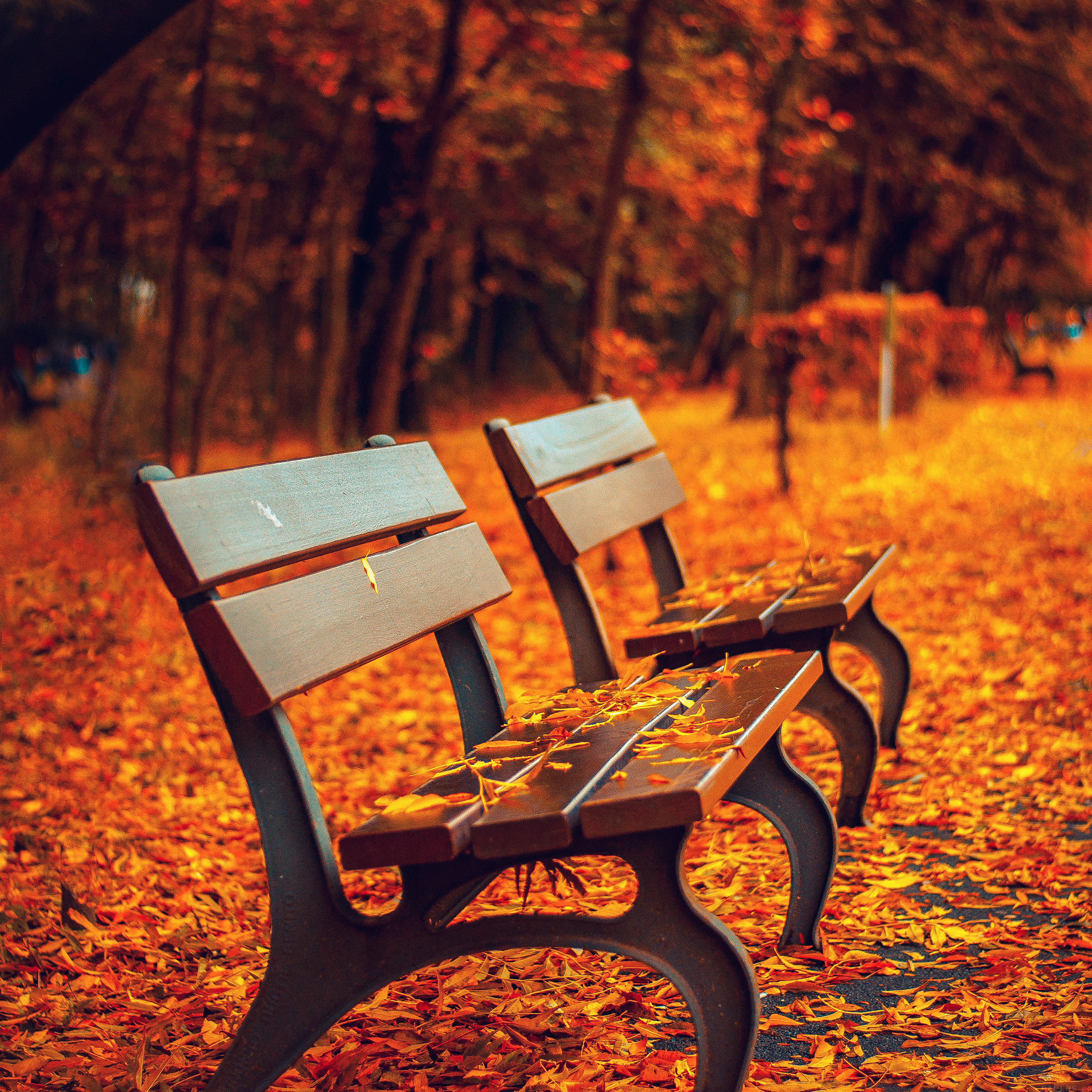 Download 11 autumn wallpaper for iPhone and iPad