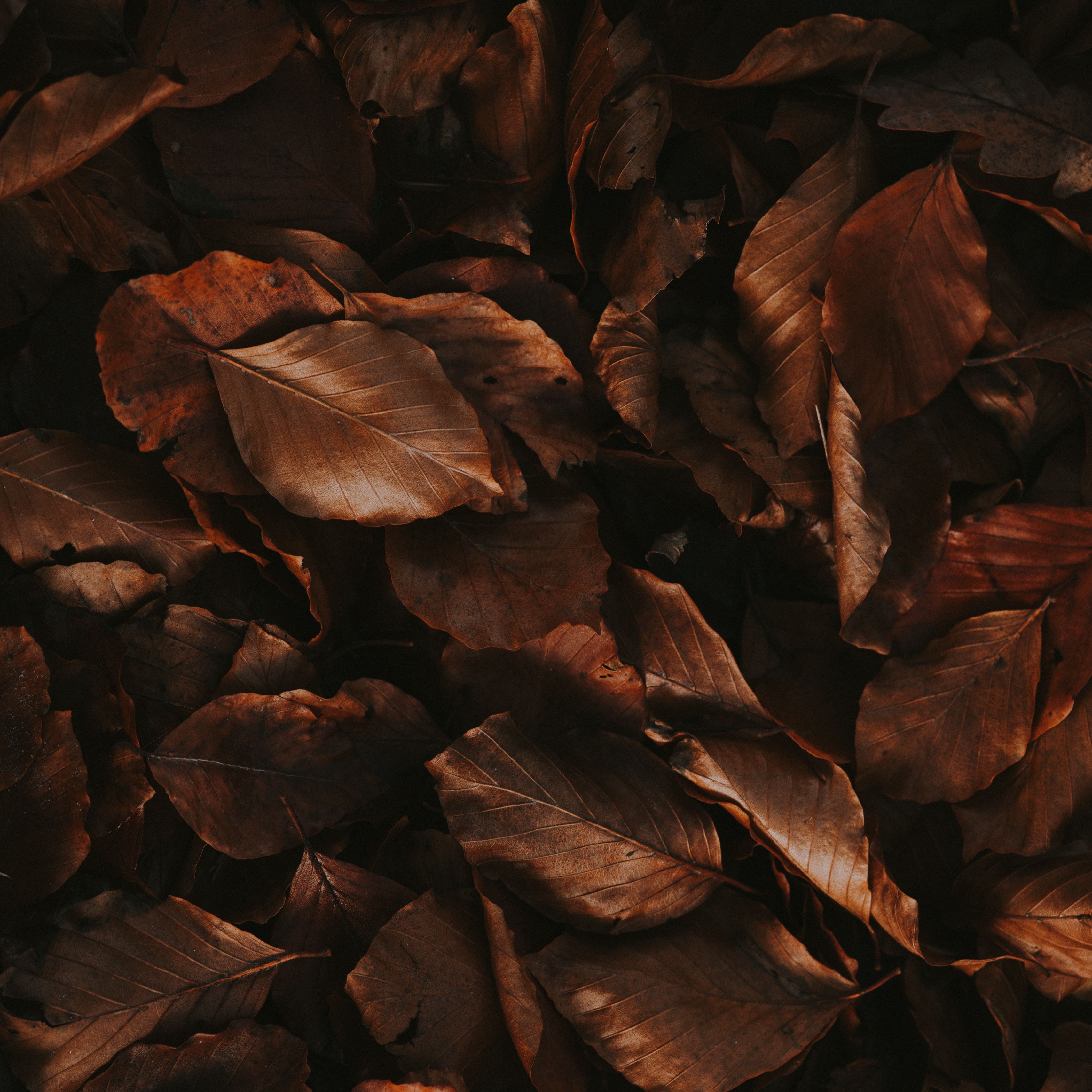 Download wallpaper 3415x3415 leaves, brown, dry, autumn, foliage ipad pro 12.9 retina for parallax HD background