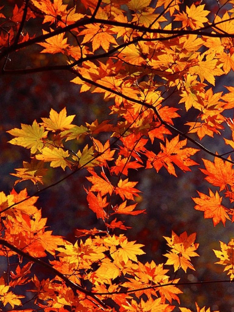 Fall iPad Wallpaper, HD Fall iPad Background on WallpaperBat