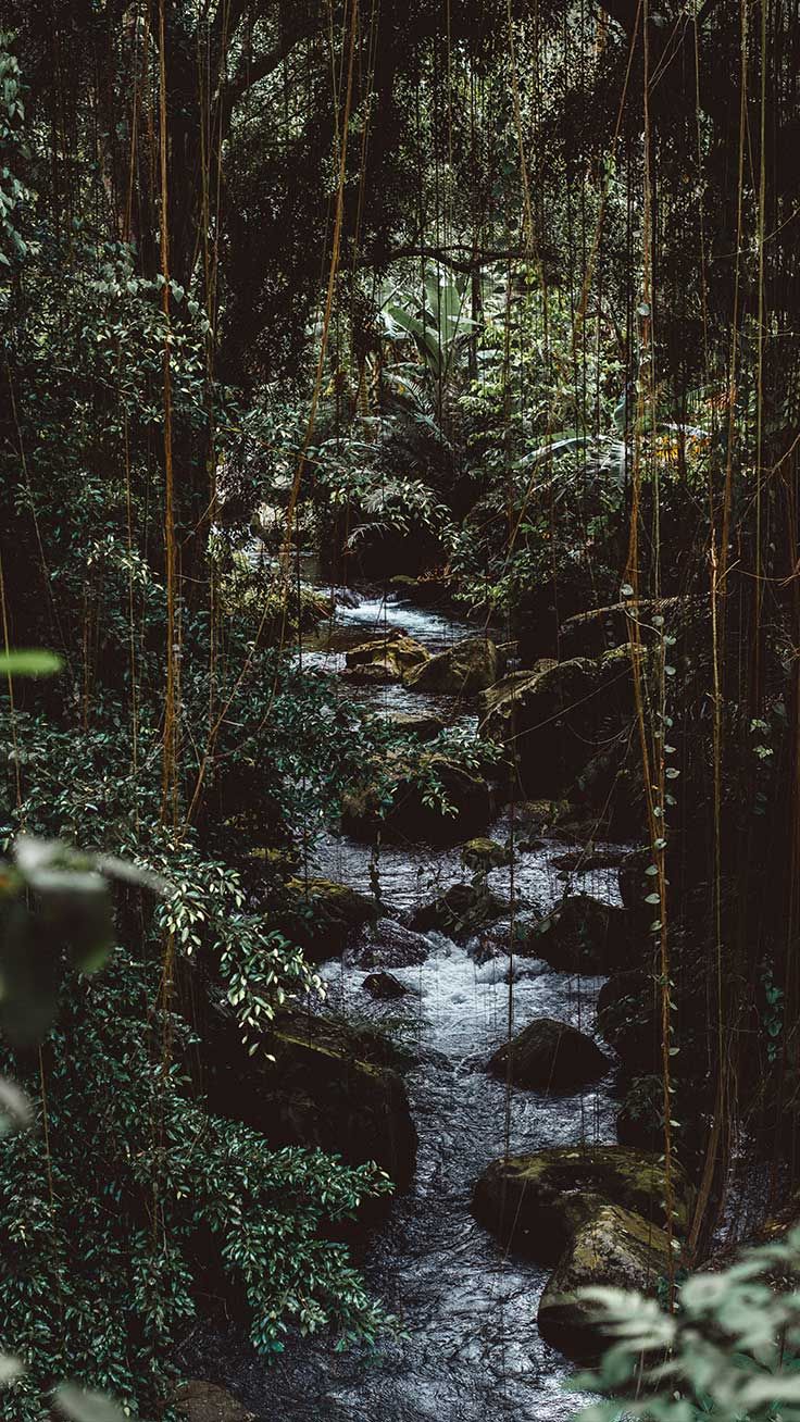 Welcome To The Jungle iPhone Xs Max Wallpaper