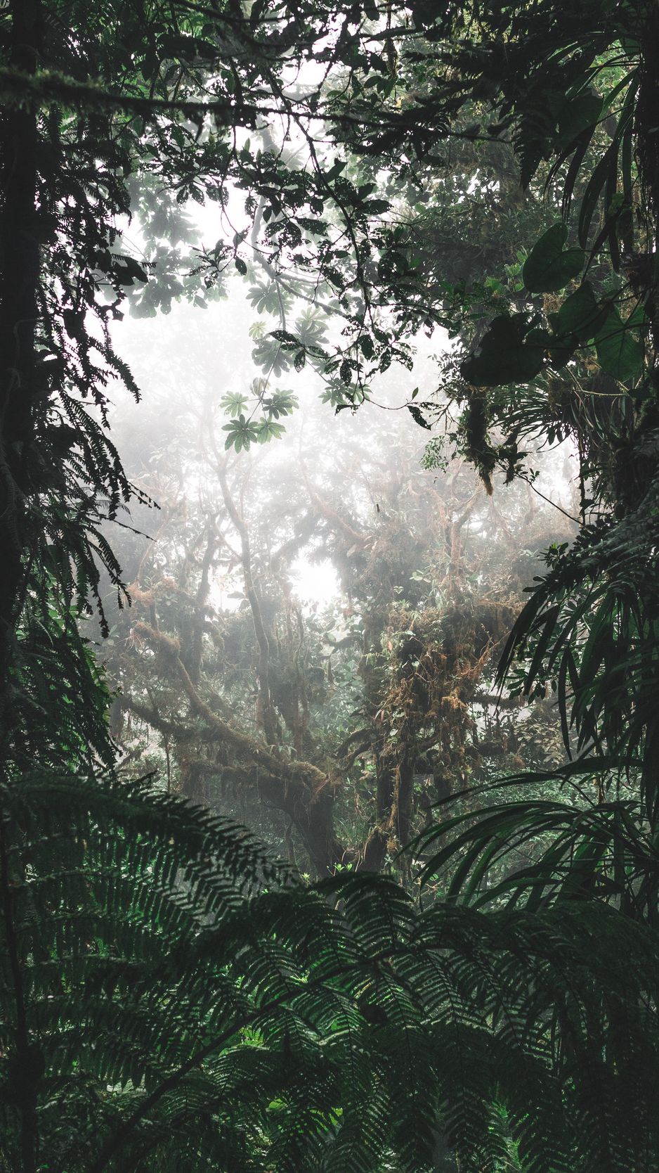 Download Wallpaper 938x1668 Jungle, Forest, Fog, Trees, Bushes, Tropics Iphone 8 7 6s 6 For Parallax HD Background
