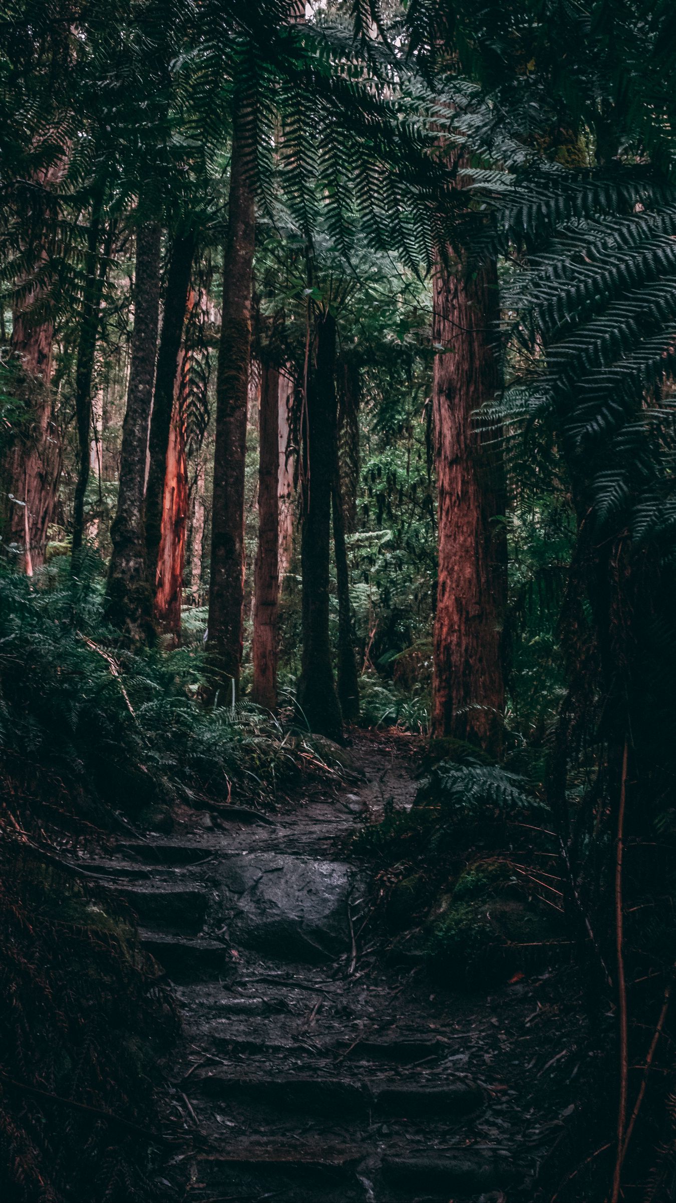 Download wallpaper 1350x2400 forest, jungle, path, trees, fern, tropics iphone 8+/7+/6s+/for parallax HD background