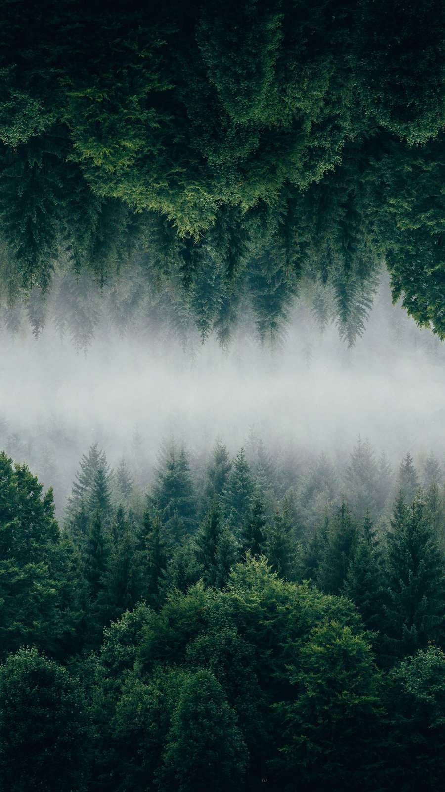 Forest iPhone Wallpaper, HD Forest iPhone Background on WallpaperBat