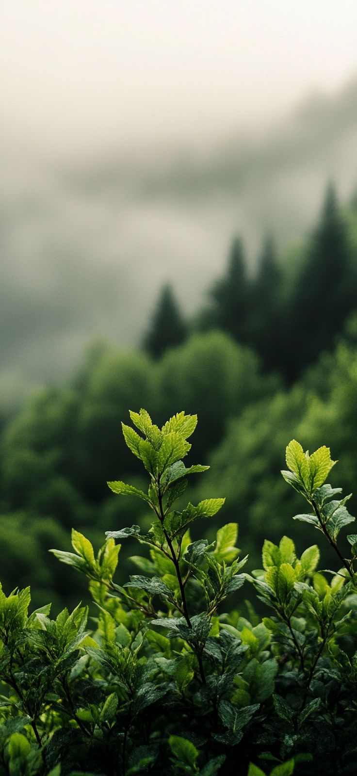 Aesthetic IPhone Wallpaper: From Vintage To Color Centric Themes