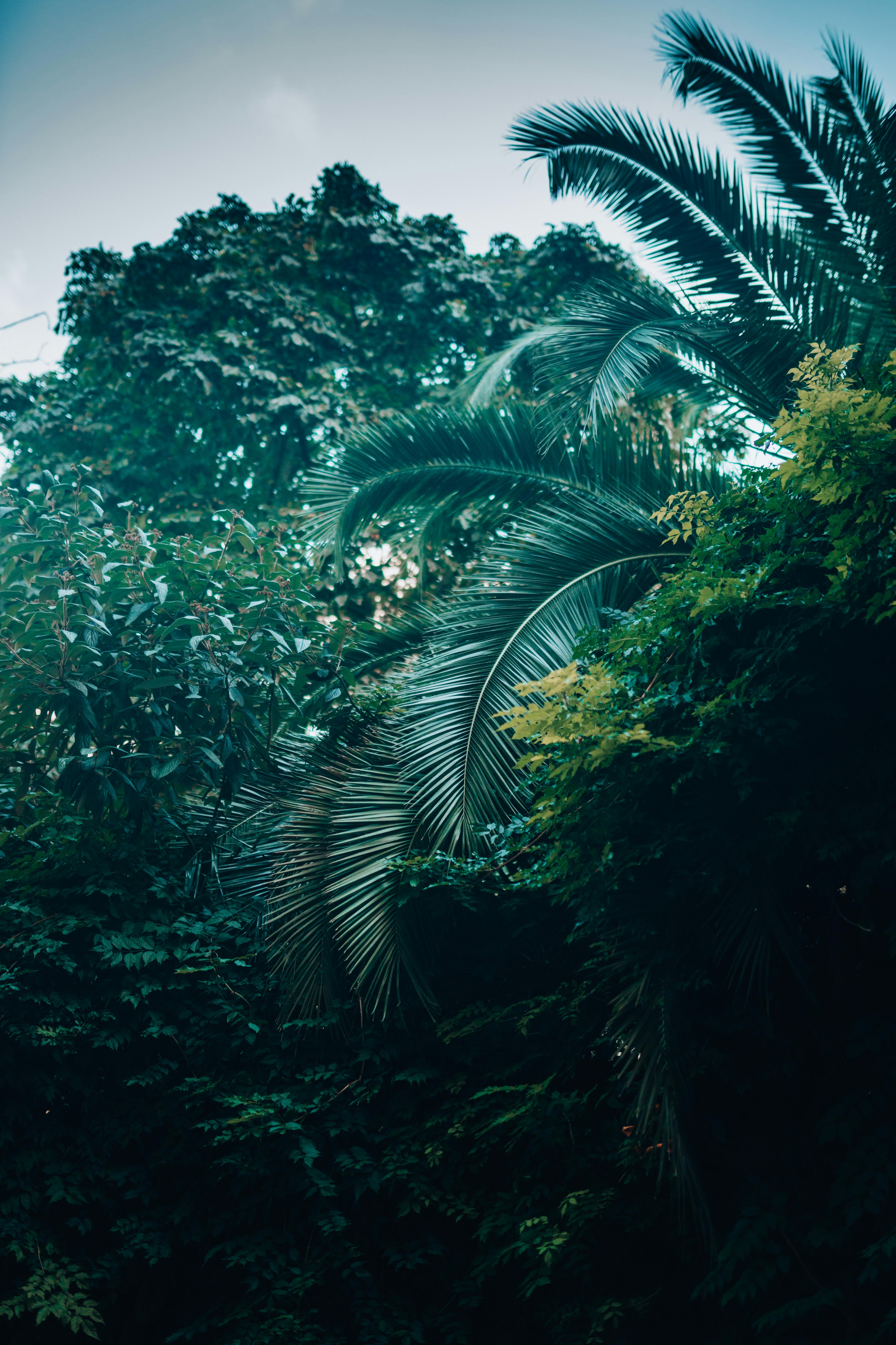 Dense Tropical Forest · Free