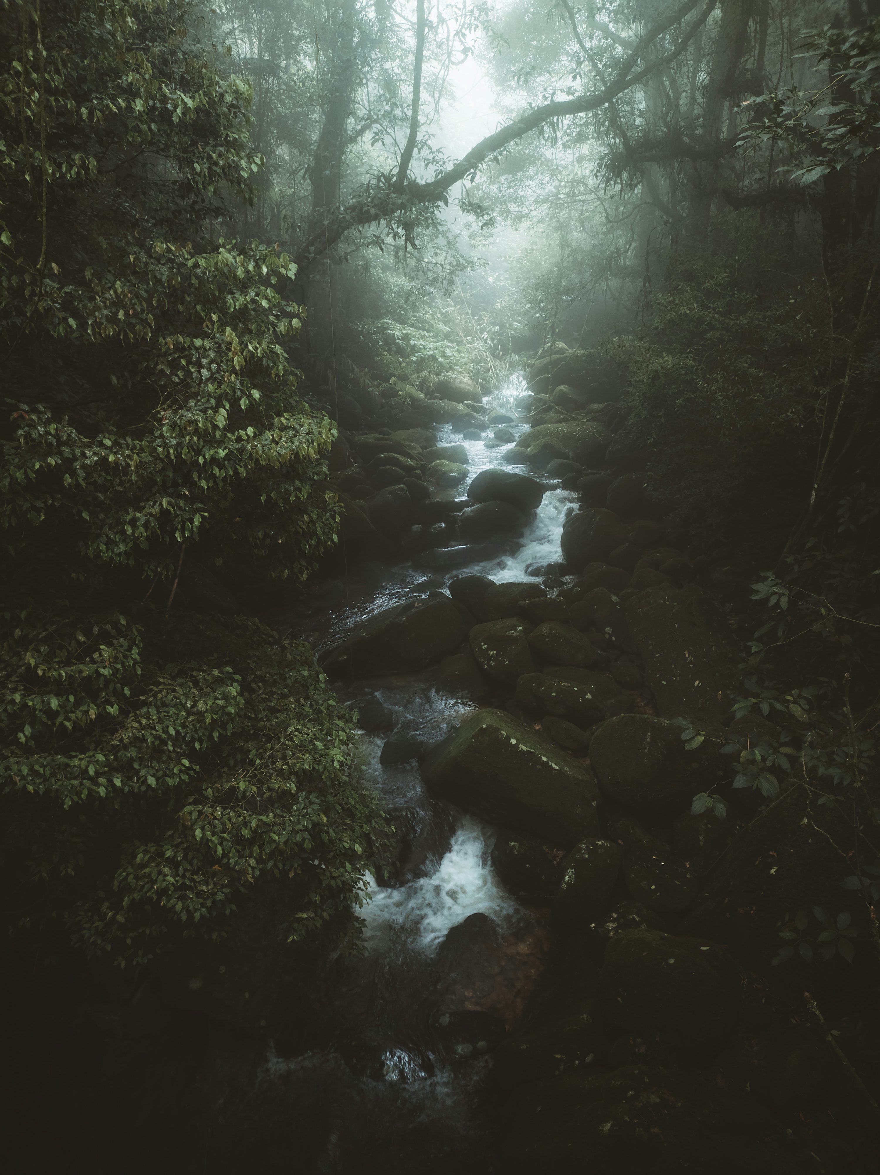 A stream in a forest photo