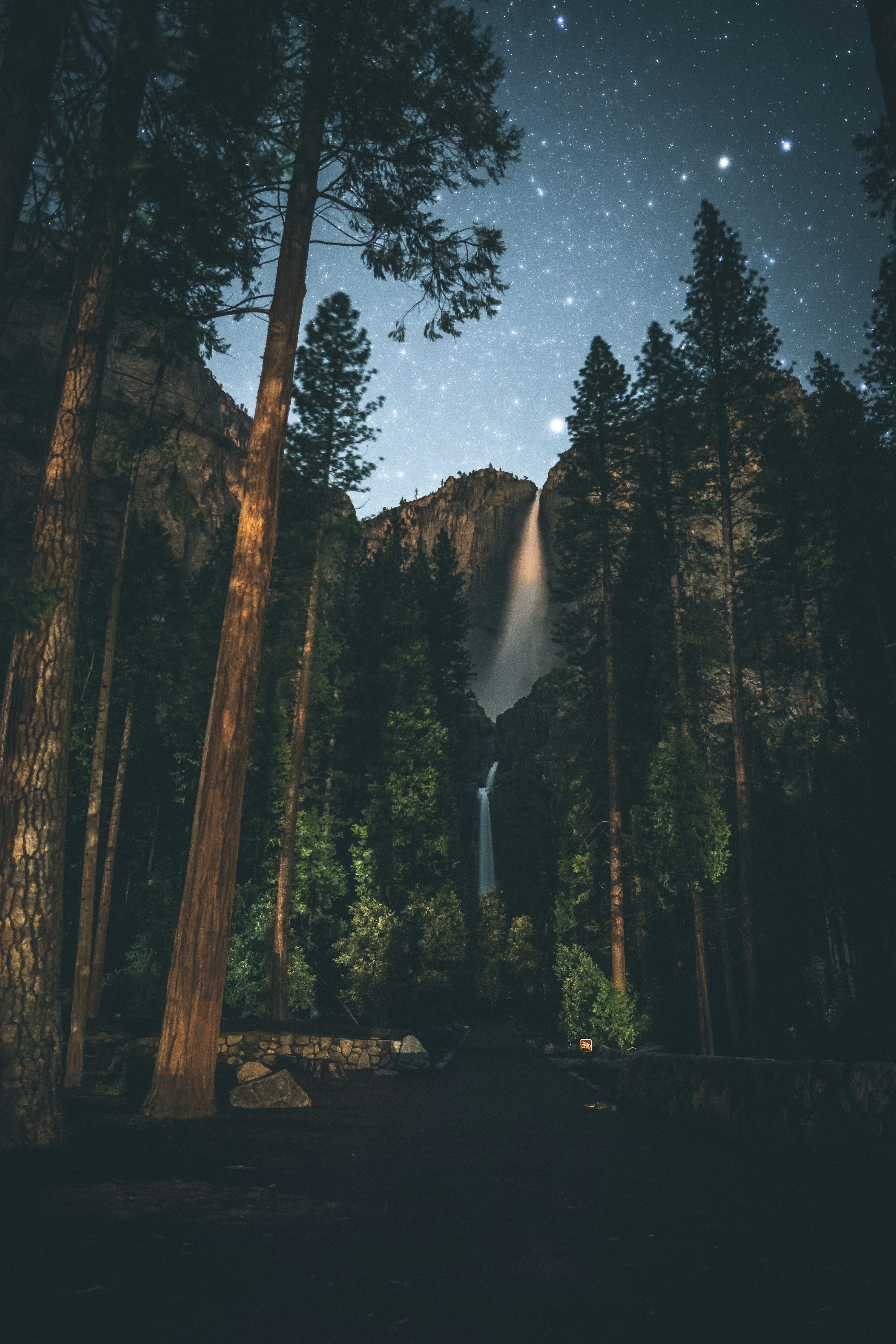 Forest painting photo