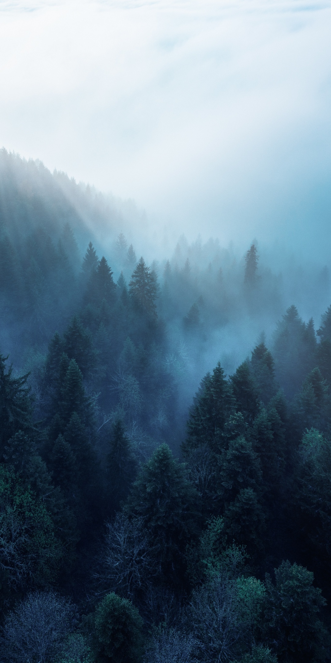 Forest Wallpaper 4K, Rhone Alpes, Sunlight