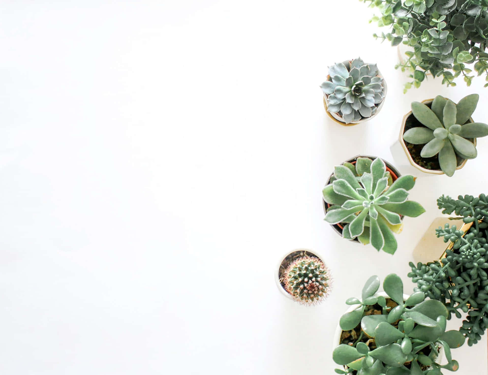 Download Green Succulents Flatlay Minimalist Plant Desktop Wallpaper