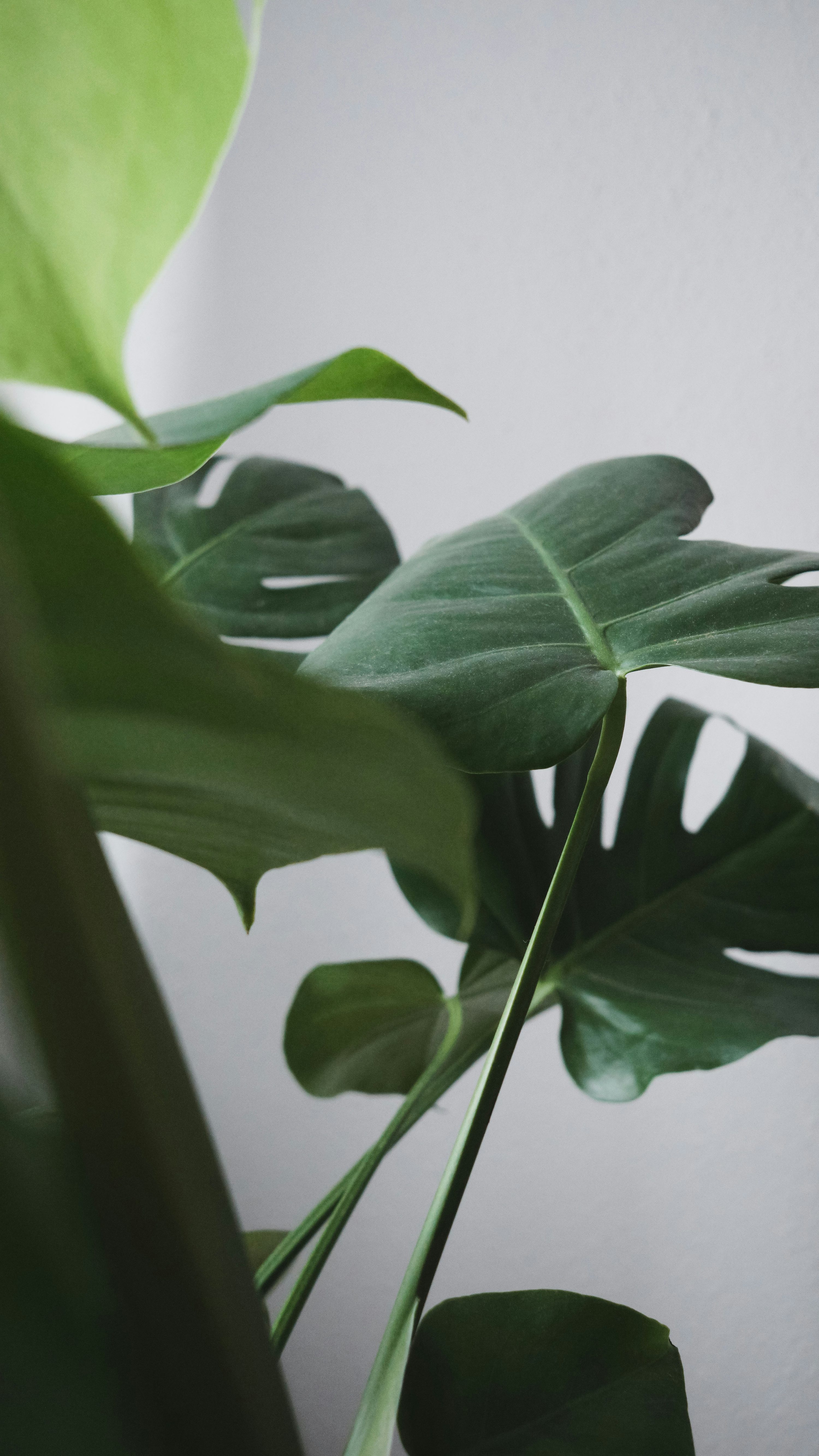 1K+ Minimal Plant Picture. Download Free Image
