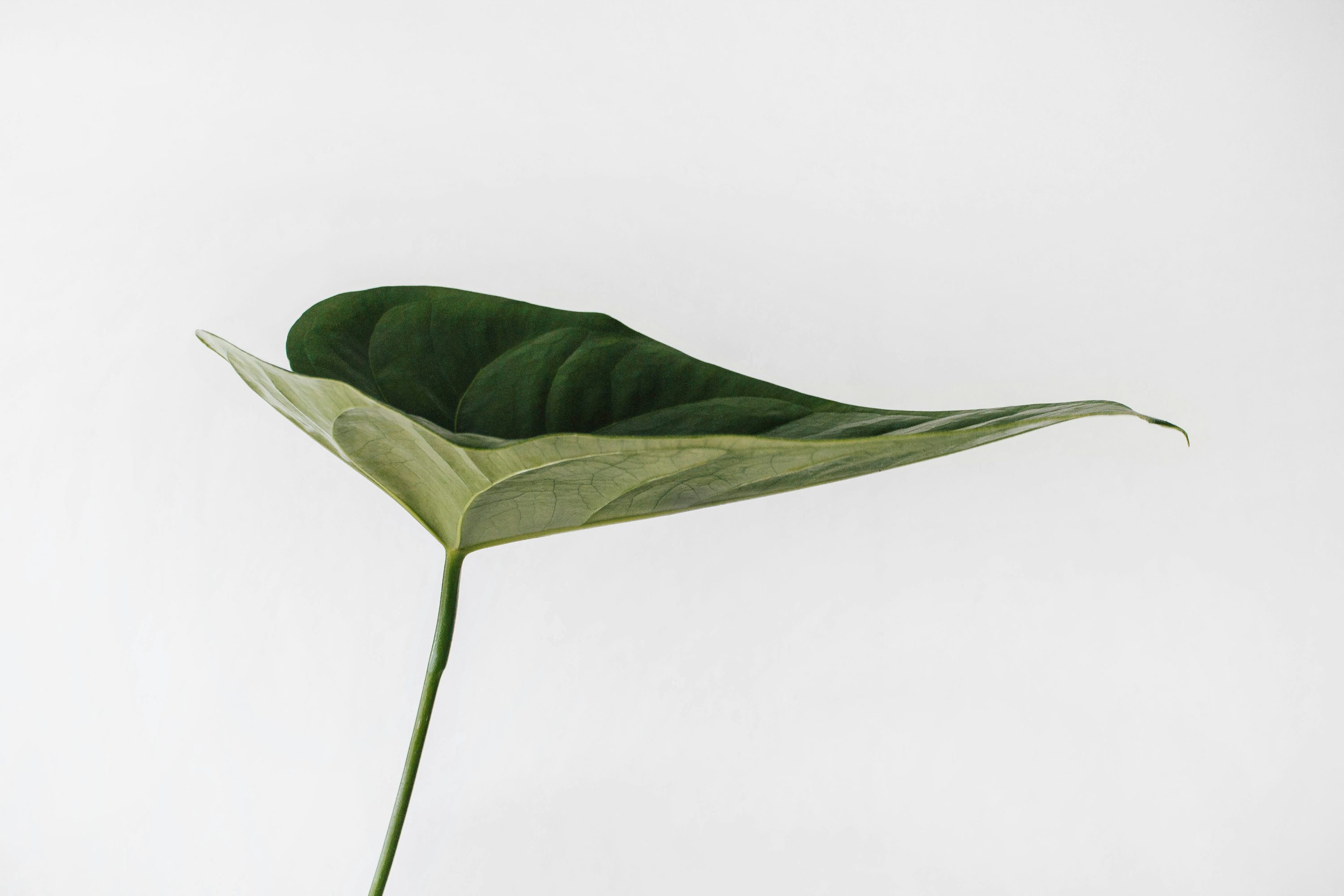 Minimalist Plant Picture. Download Free Image