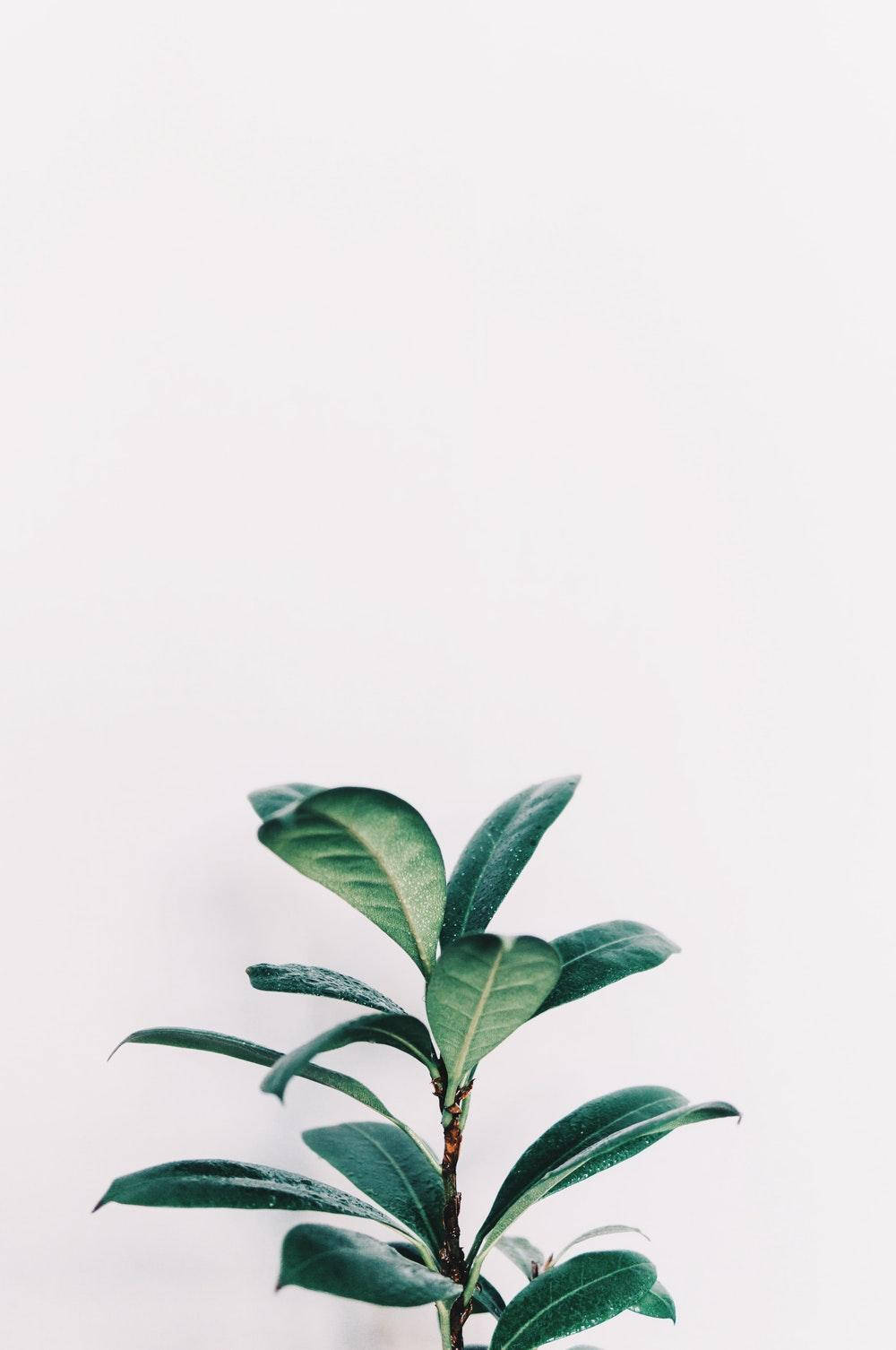 Download Minimalist Aesthetic Green Rubber Plant Wallpaper