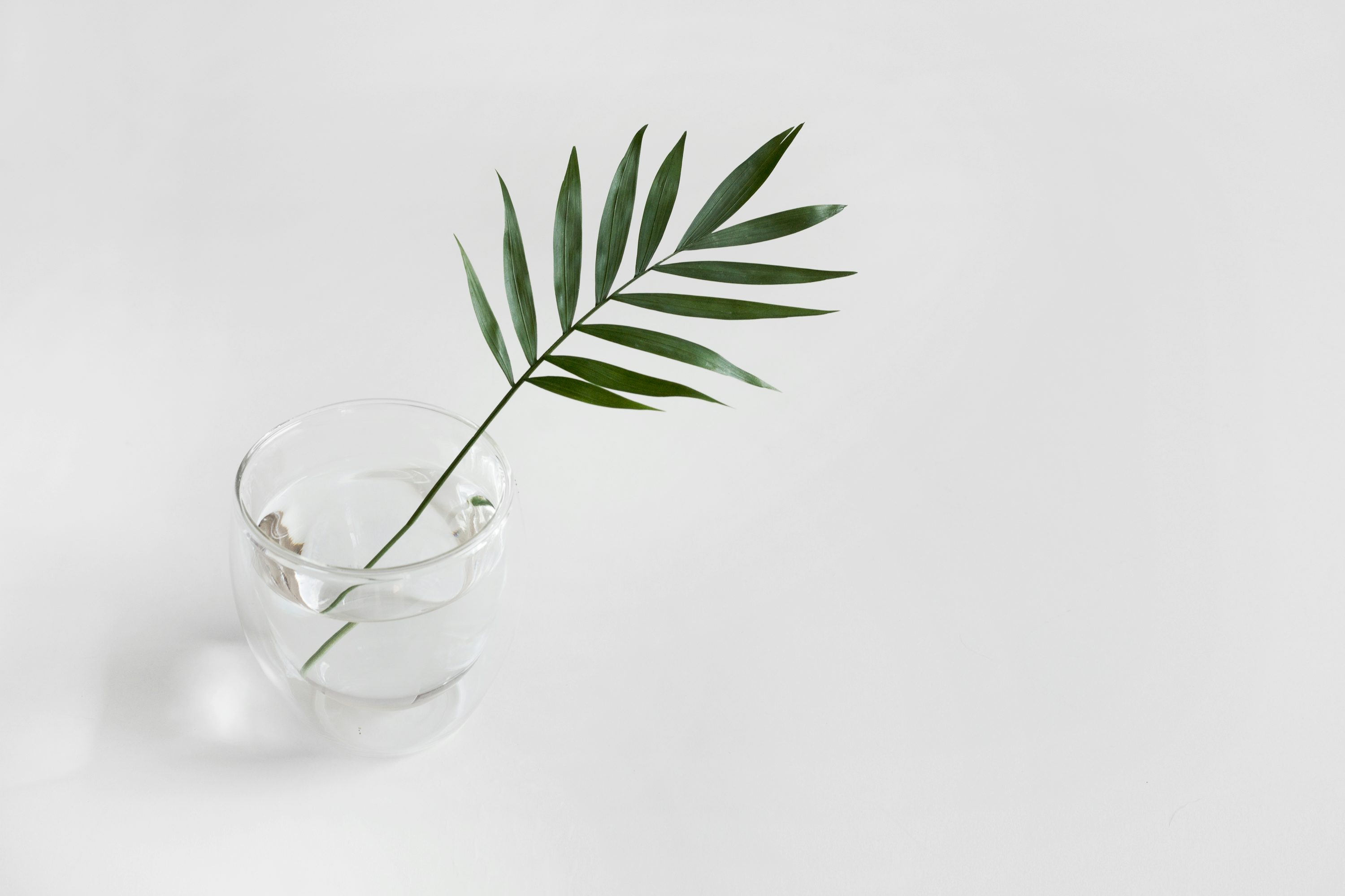 Minimalist Plant Picture. Download Free Image