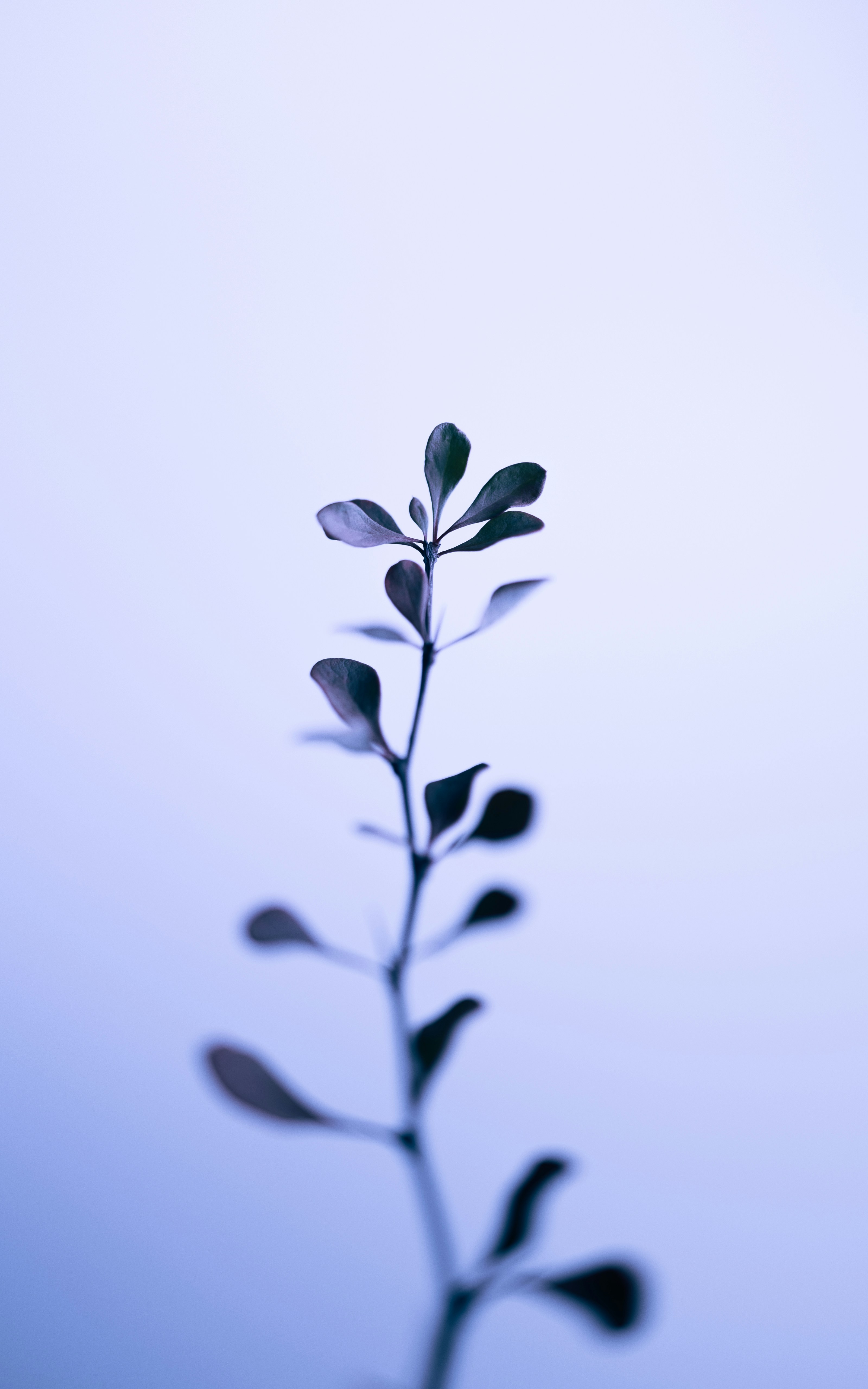 HDR plant and flower iPhone wallpaper pack
