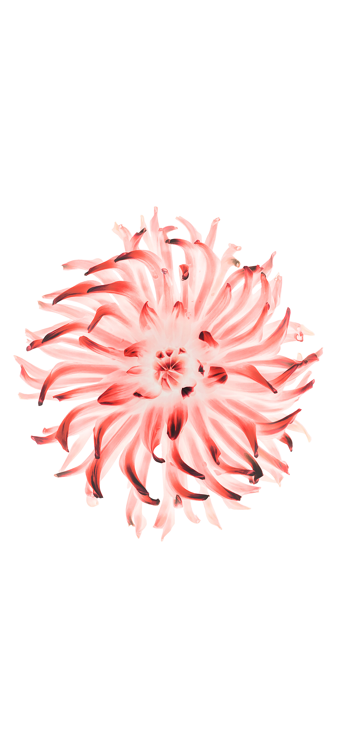 iPhoneXpapers iphone6 plus ios8 apple flower red