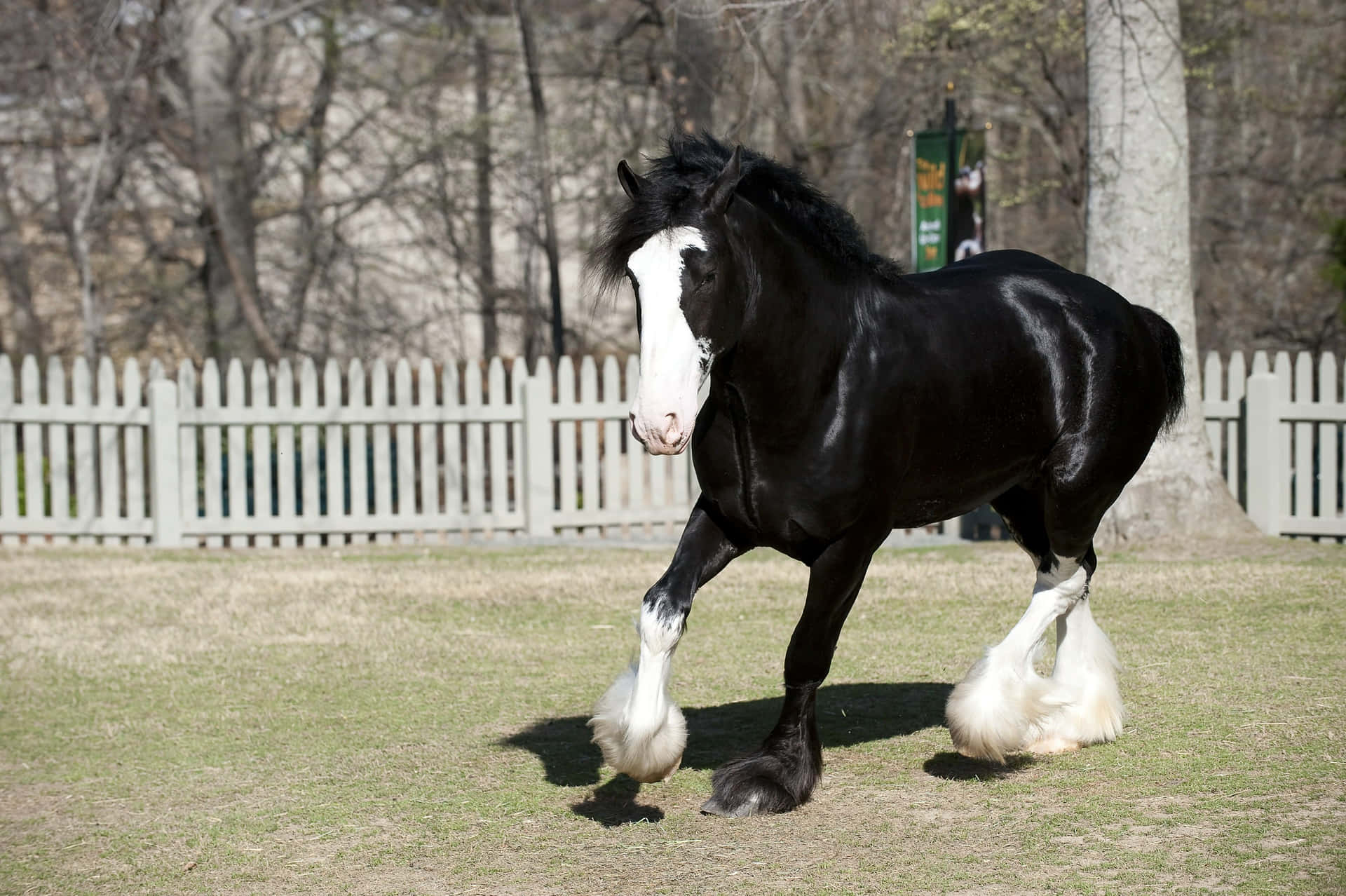 Download A Horse Is Walking