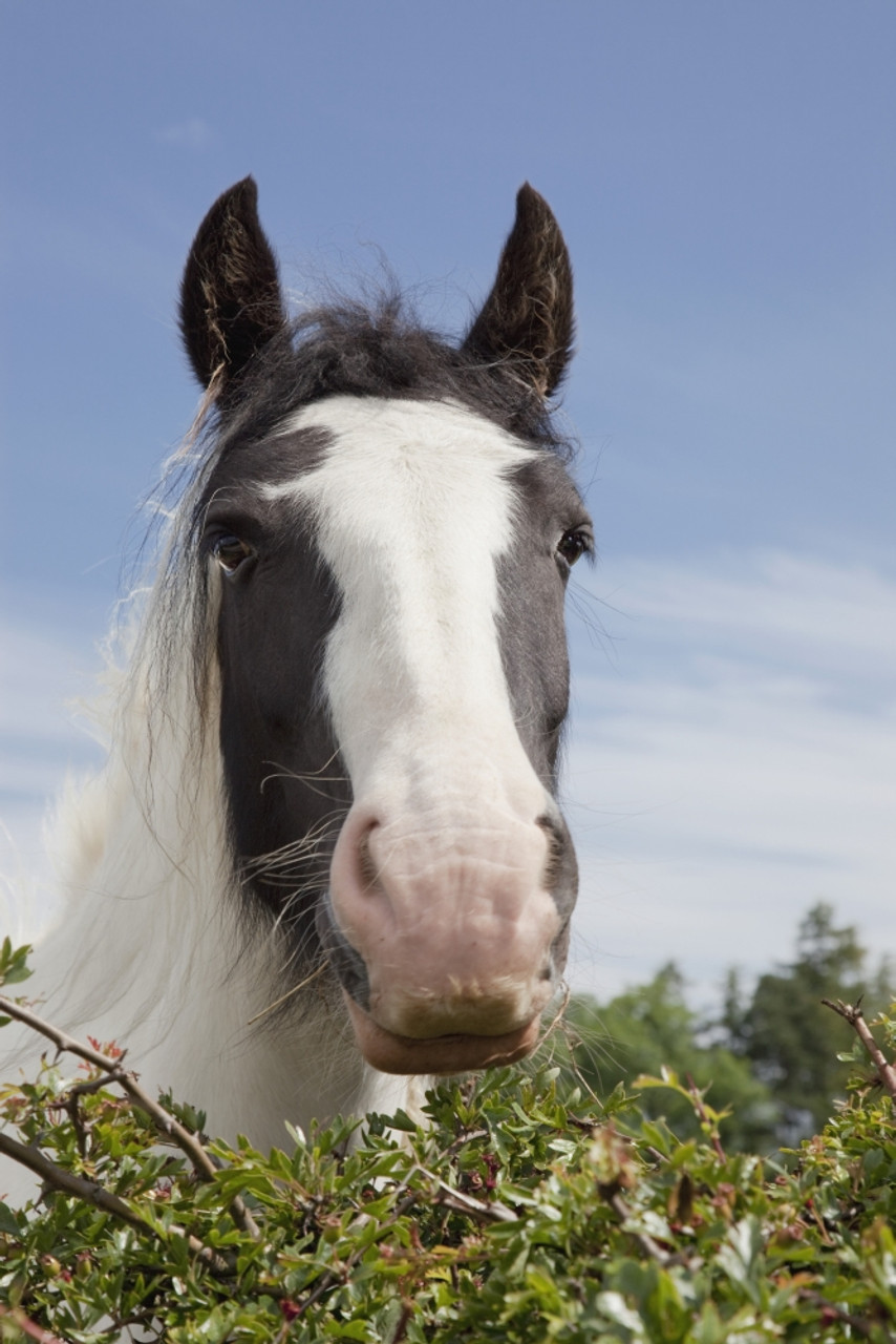 Clydesdale Horse Portrait PosterPrint # VARDPI1858727