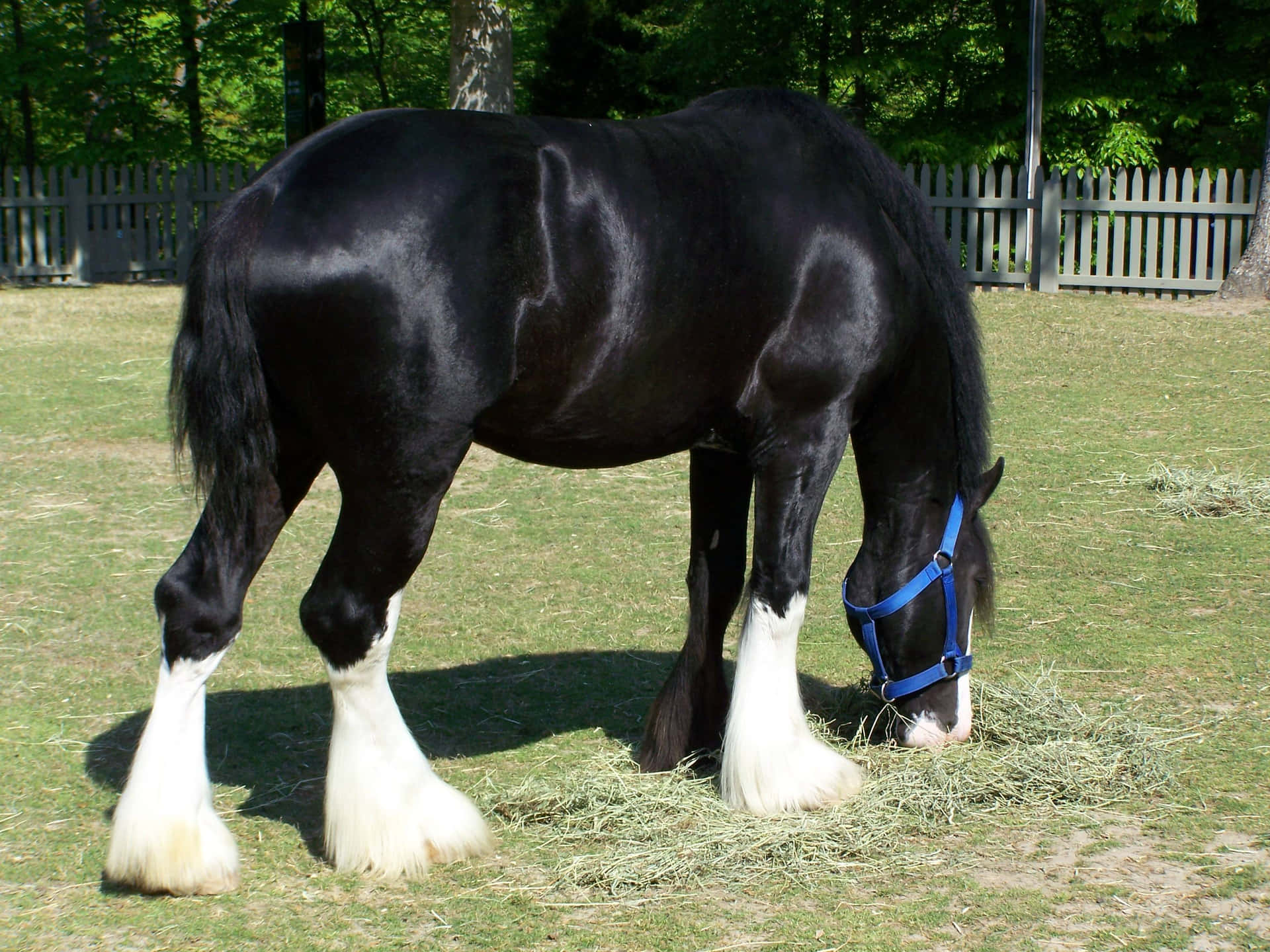Download Gazing proudly at its golden mane, this mighty Clydesdale stands atop a grassy hill