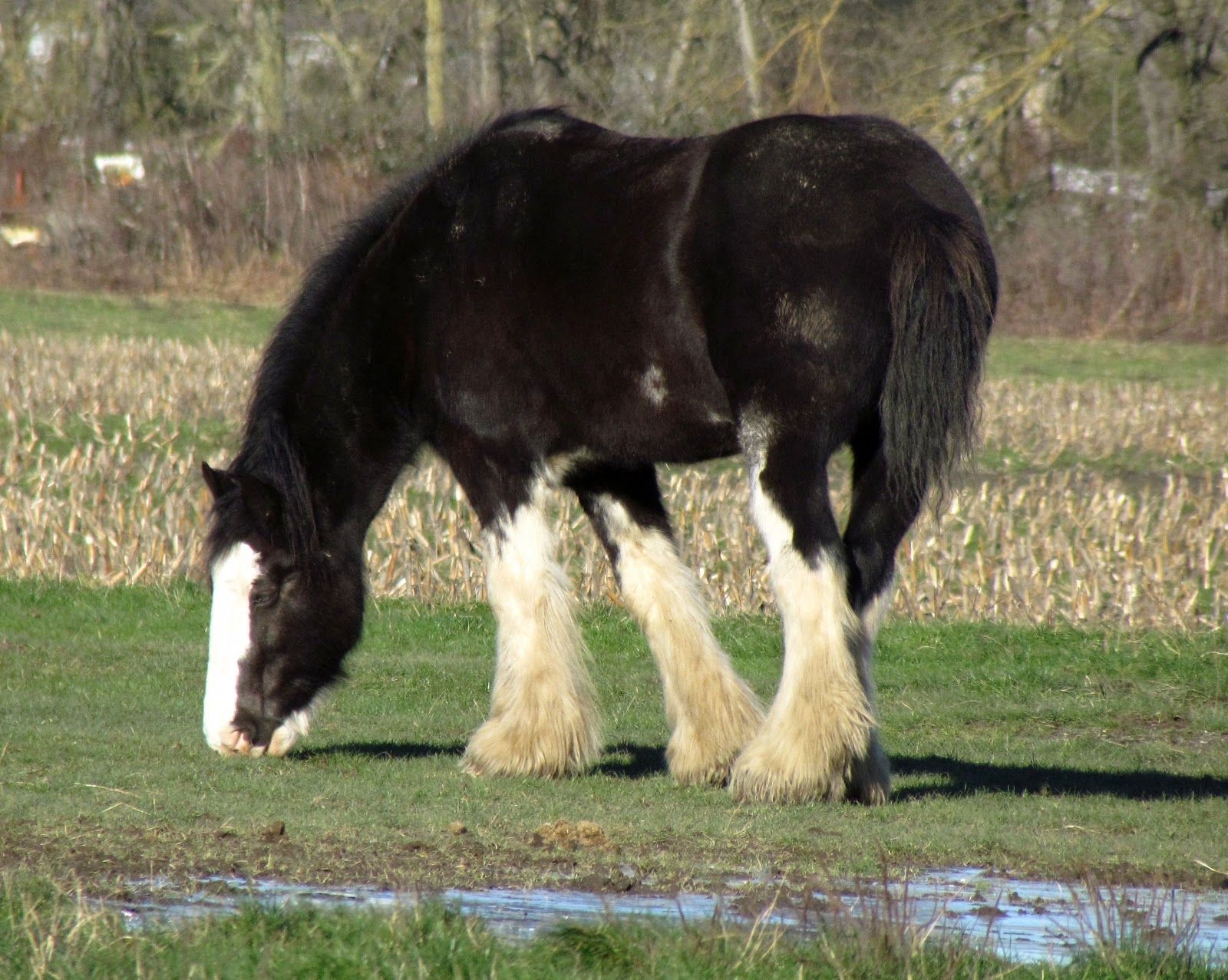 Clydesdale Horse High Definition Wallpaper 19921