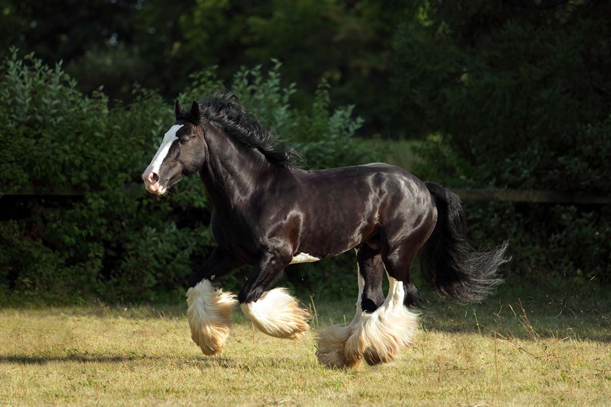 Looking for a Horse? Consider Draft Horse Breeds New Horse