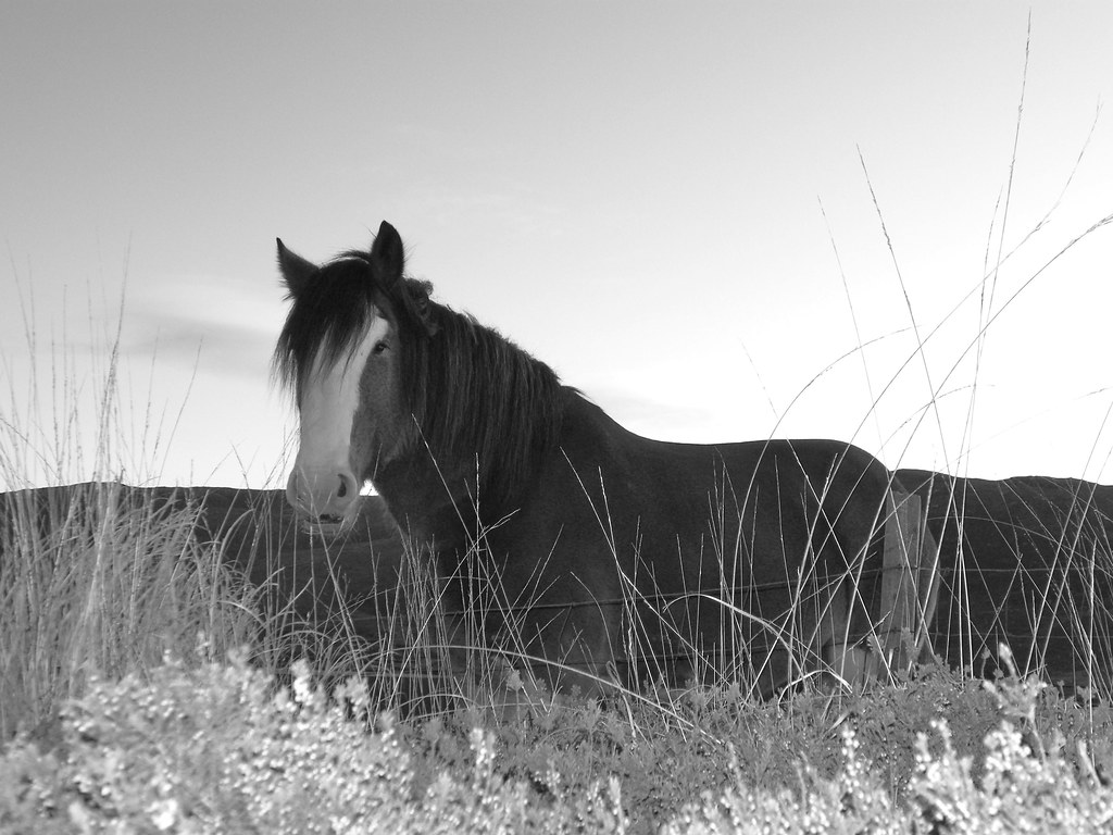 Clydesdale Horse. Clydesdale horse in Locheynort, South Uis