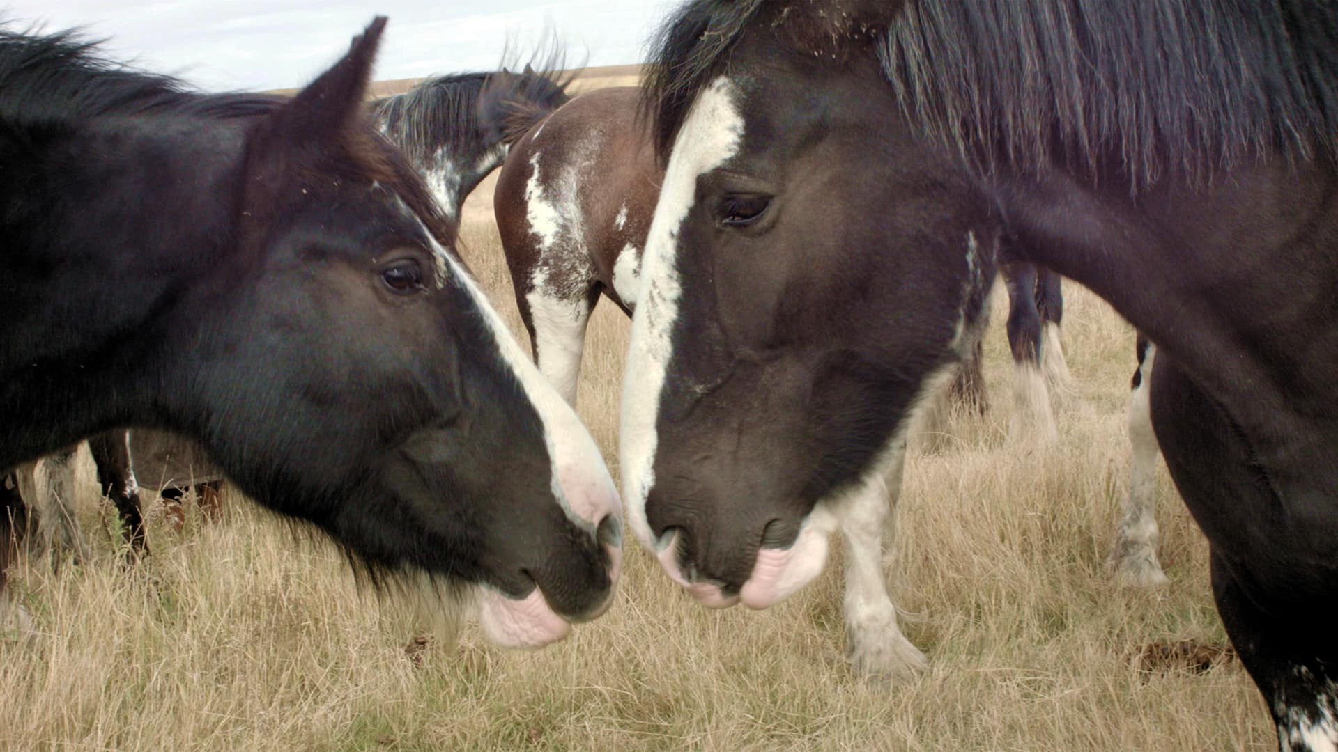 The Clydesdale horse in Canada: Breeders celebrate an illustrious horse