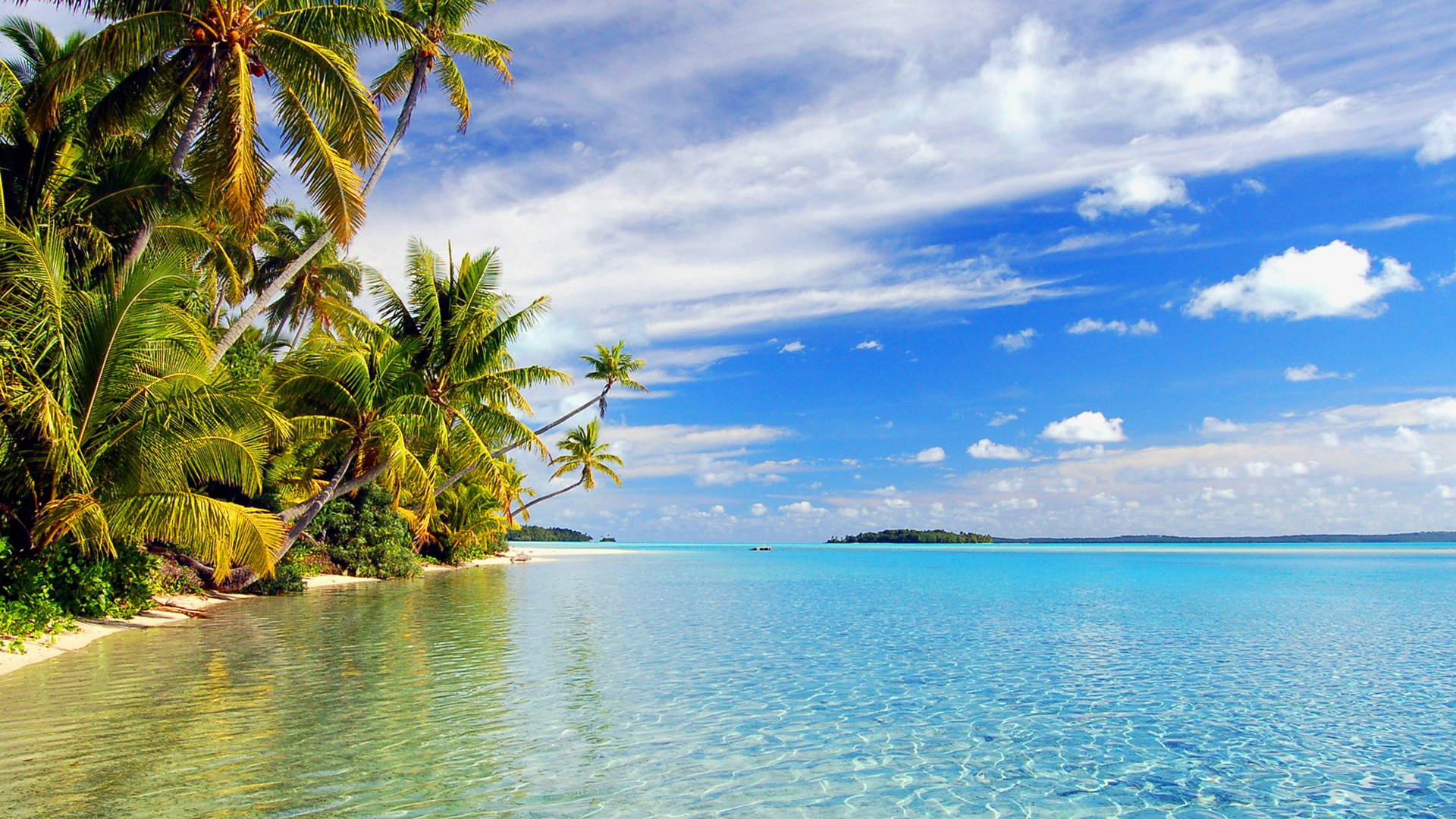 Serene Nature: HD Wallpaper of a Tropical Palm Paradise