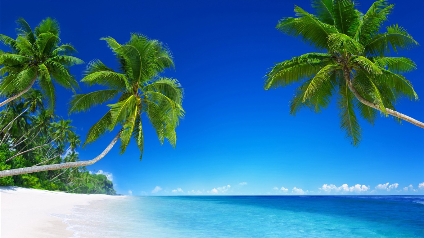 Tropical Beach Paradise Palms Nature HD Wallpaper