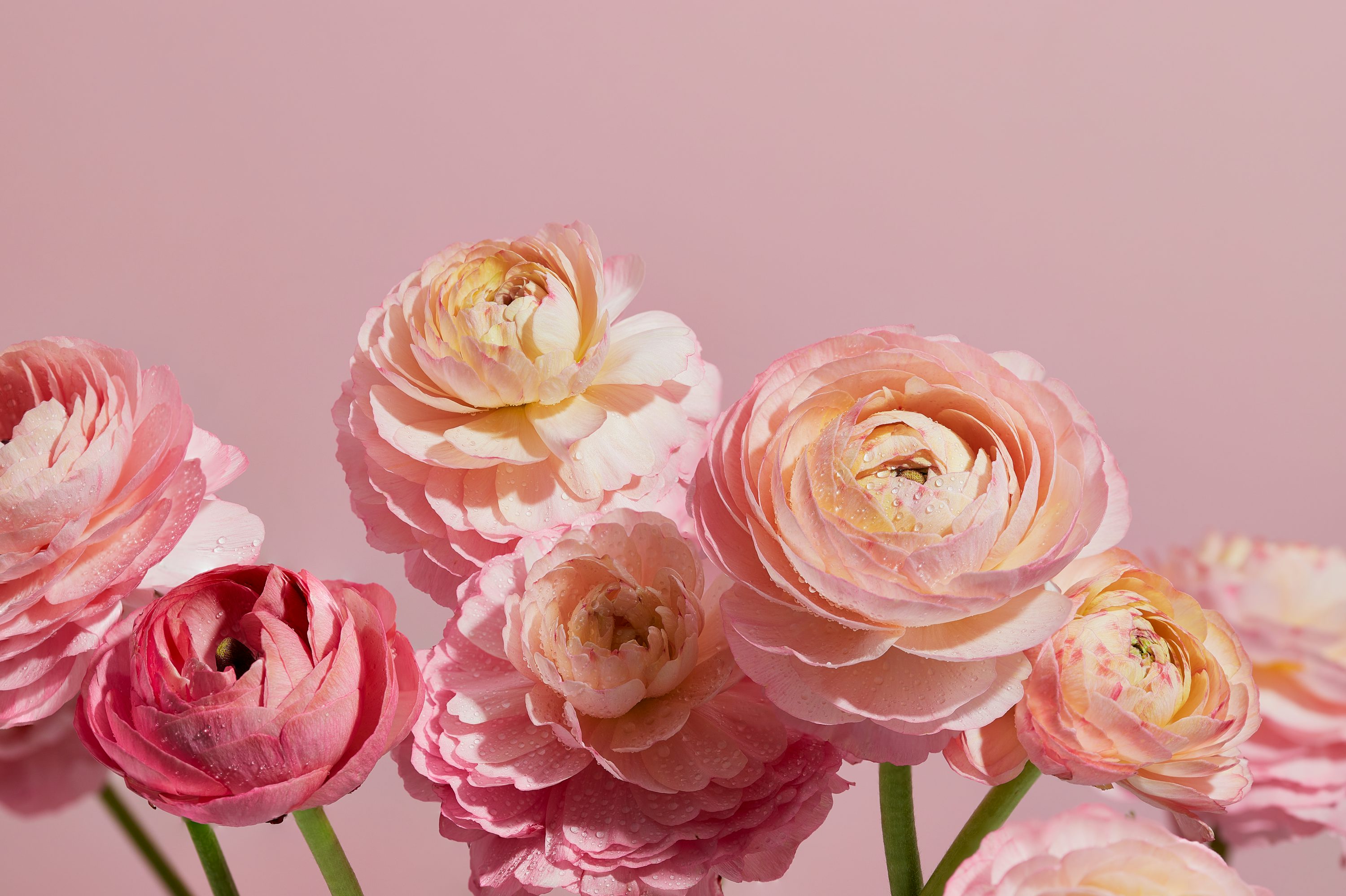 Floral Wallpaper: Free HD Download [4K]