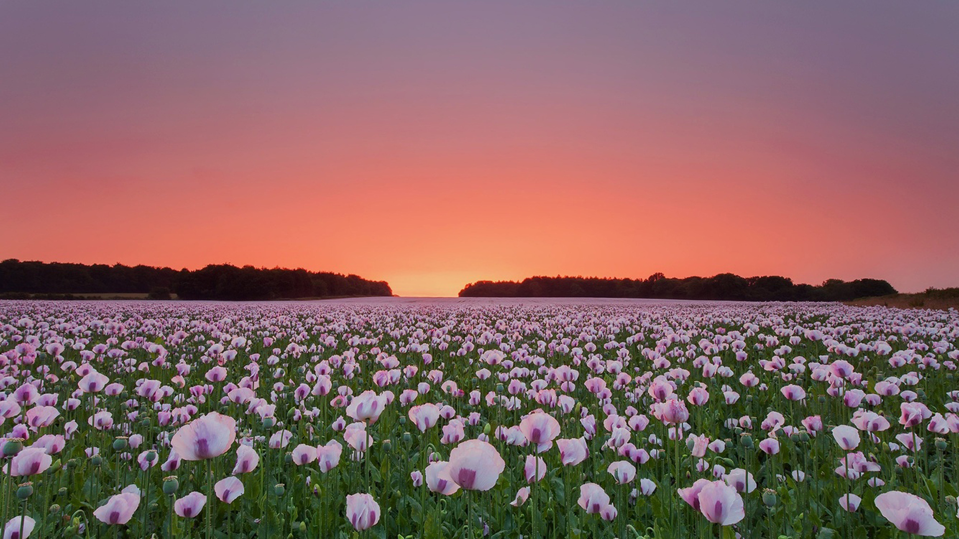 Light Pink Poppy Flowers Field Light Purple Yellow Sky HD Macbook Wallpaper