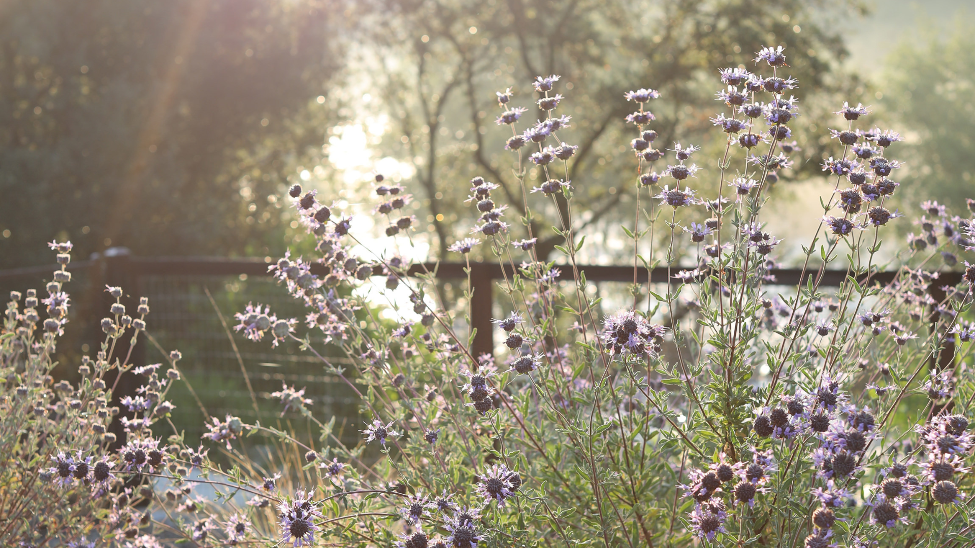 Spring Tech Background for your Computer and iPhone
