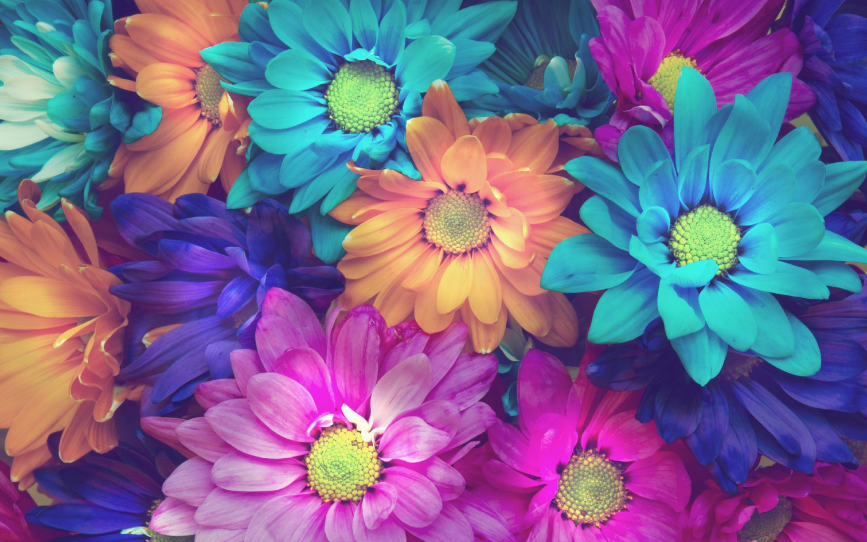 Flowers Colorful Petals Macbook Pro Retina , HD 4k Wallpaper Image, Background, Photos and Picture