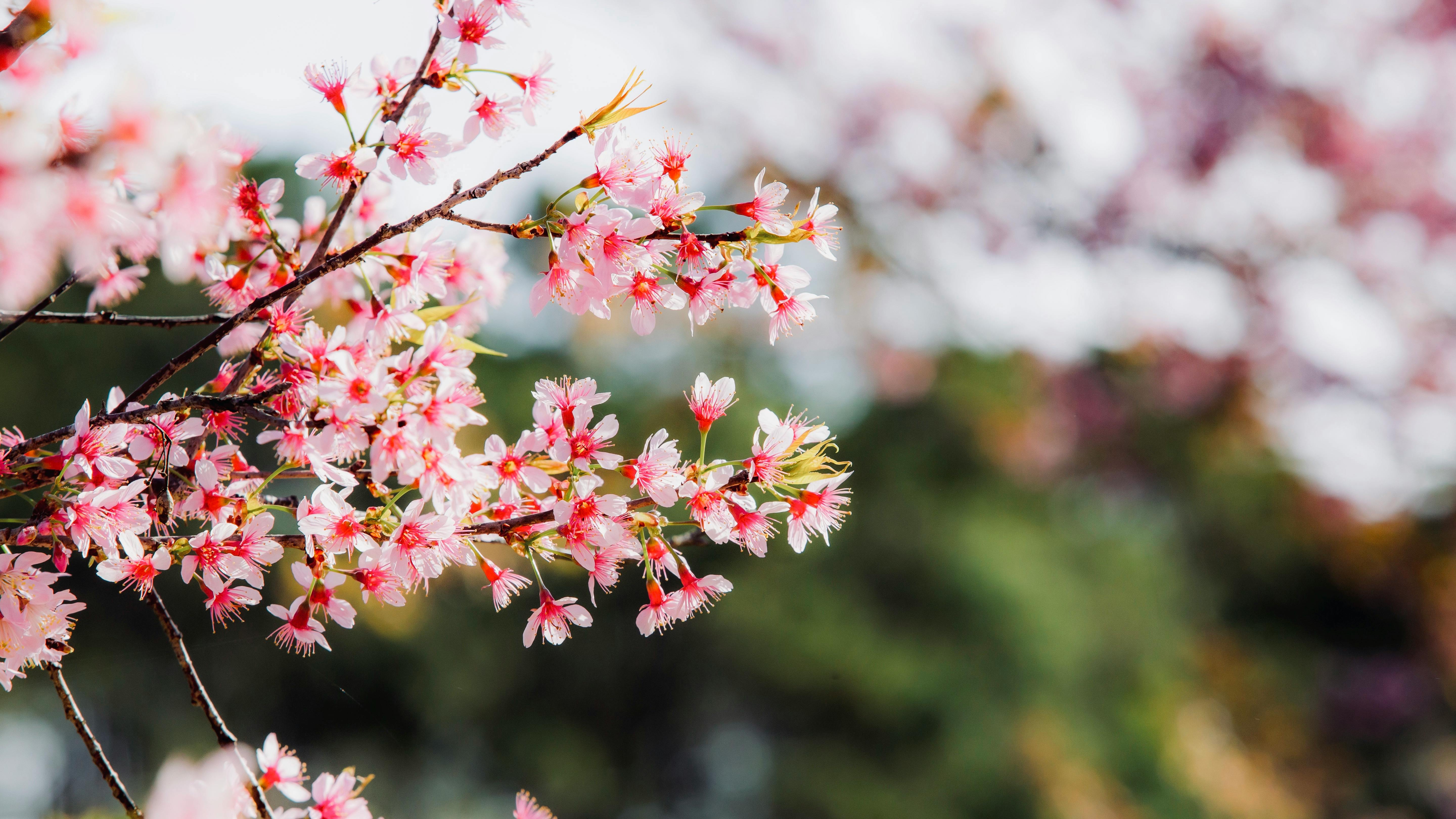 Close Up Photo Of Red Flowers · Free