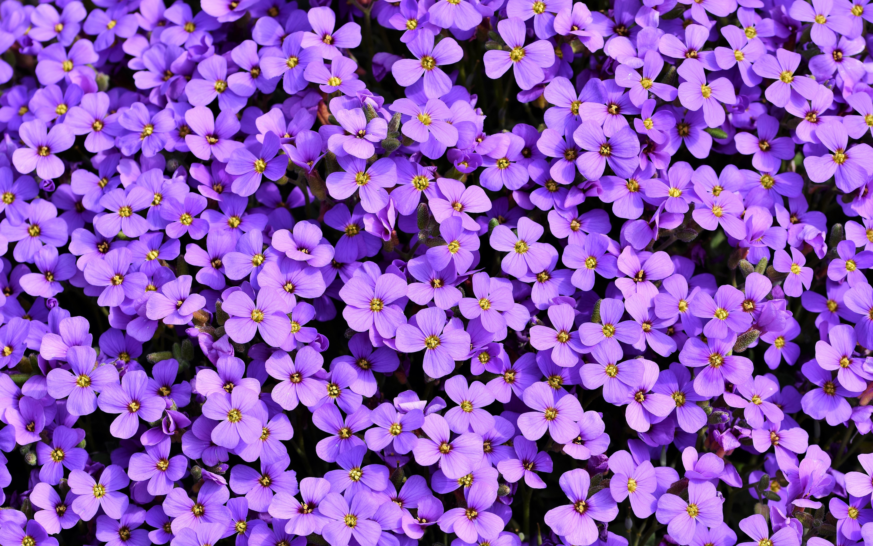 Purple Flowers Background 5k Macbook Pro Retina , HD 4k Wallpaper Image, Background, Photos and Picture