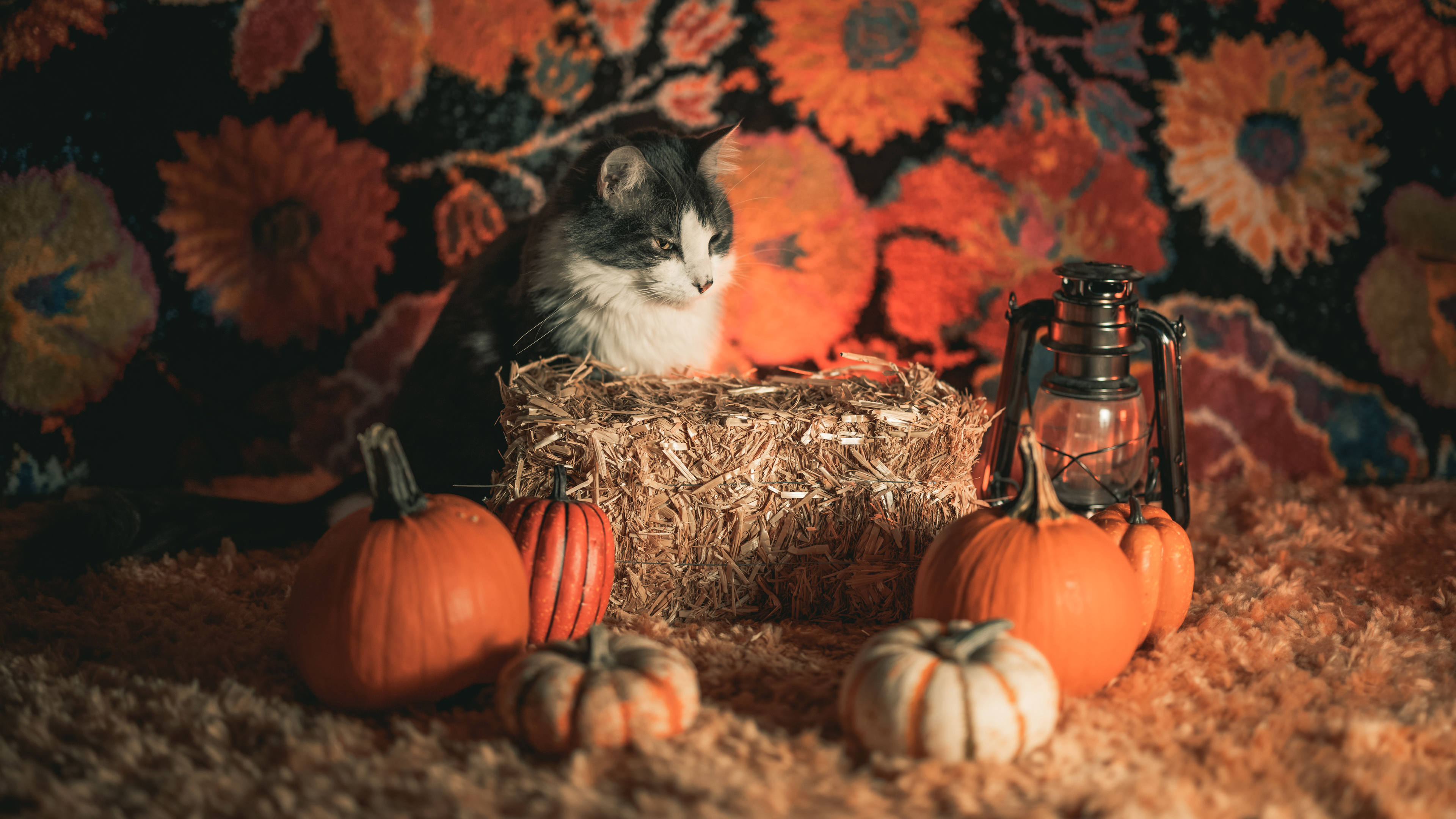 Cute Halloween Cat Pumpkins Lantern Light 4K HD Cat Wallpaper