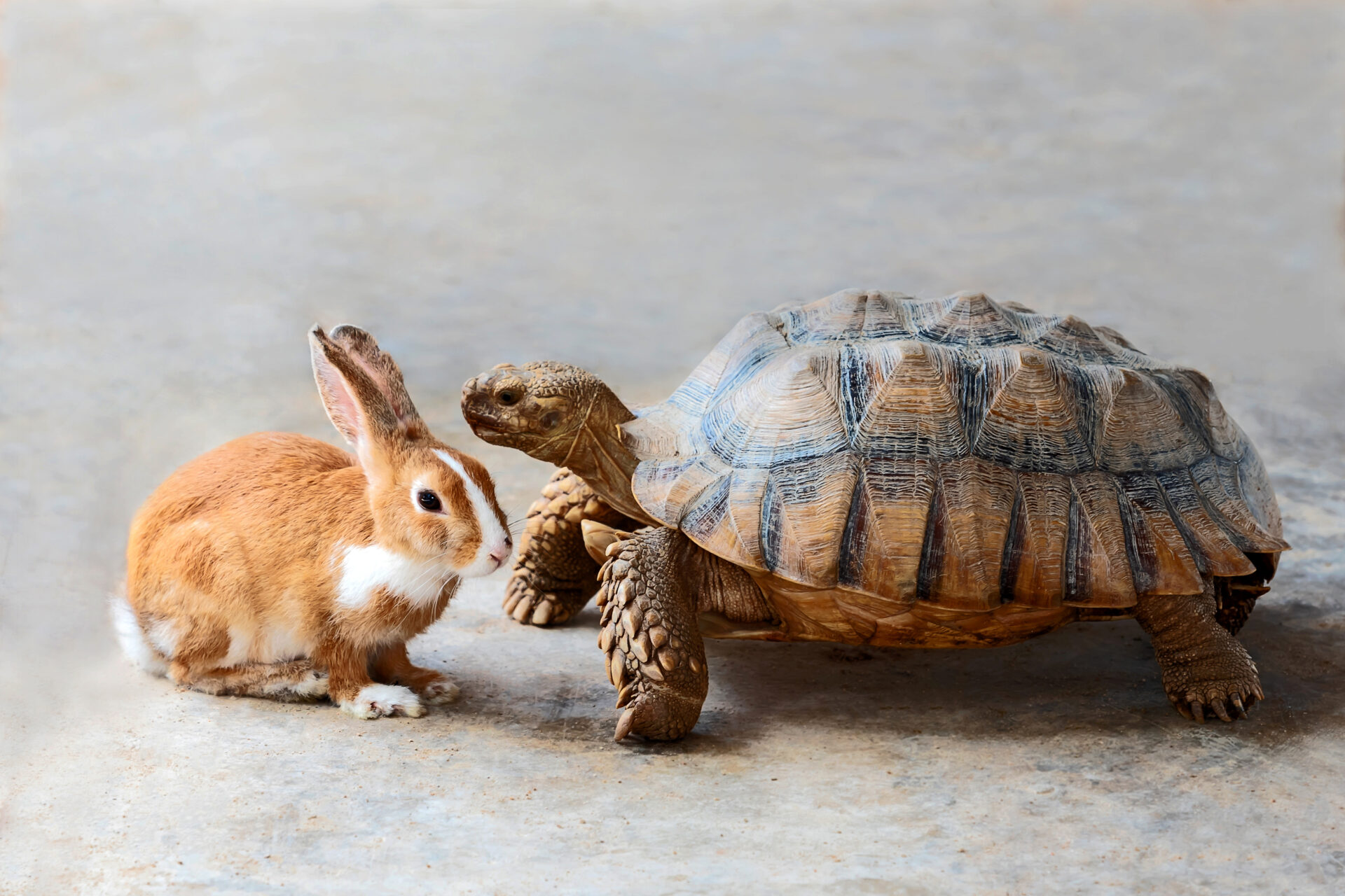 The Tortoise and the Hare. Dr. Amy Johnson