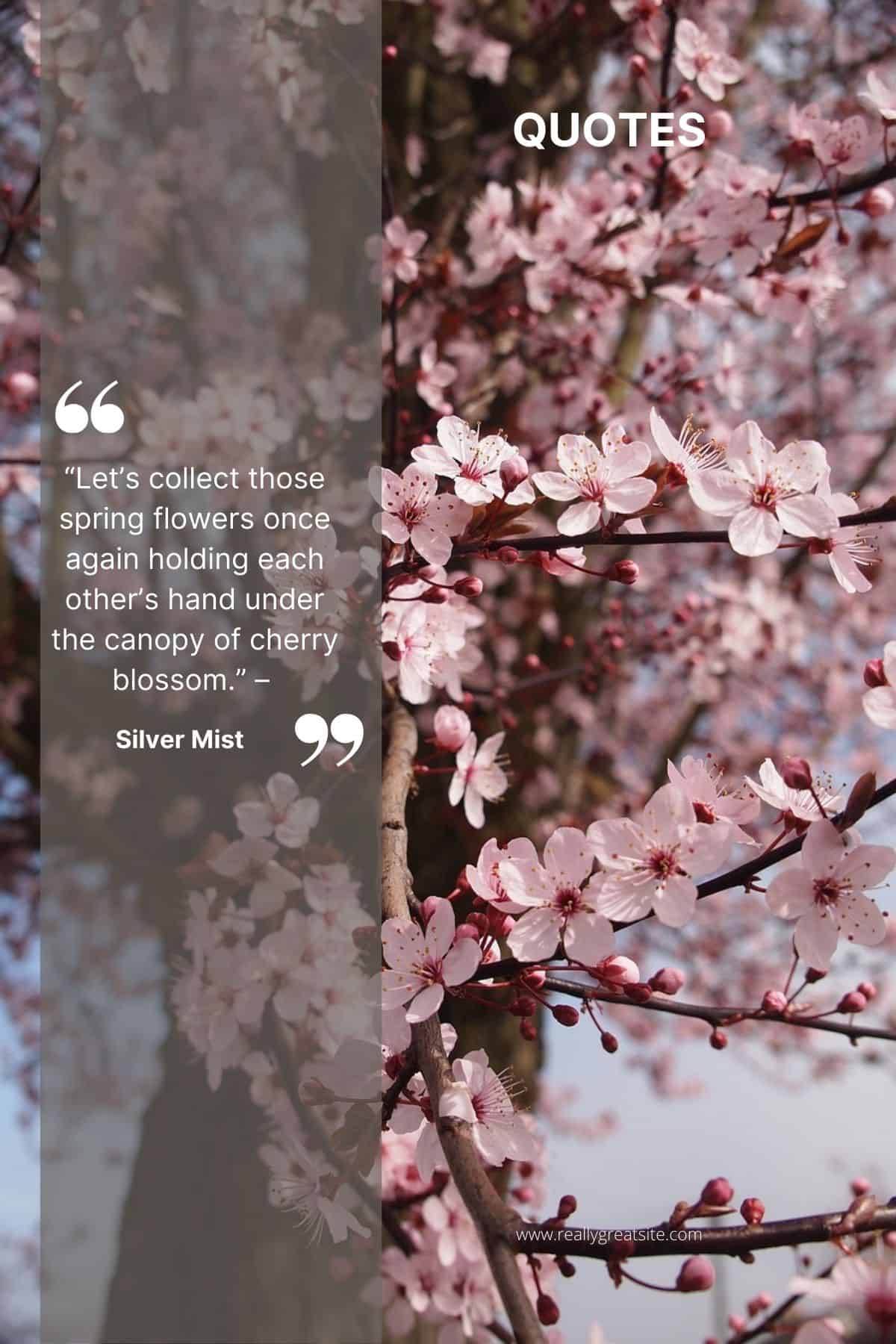 Beautiful Cherry Blossom Quotes: Sakura quotes