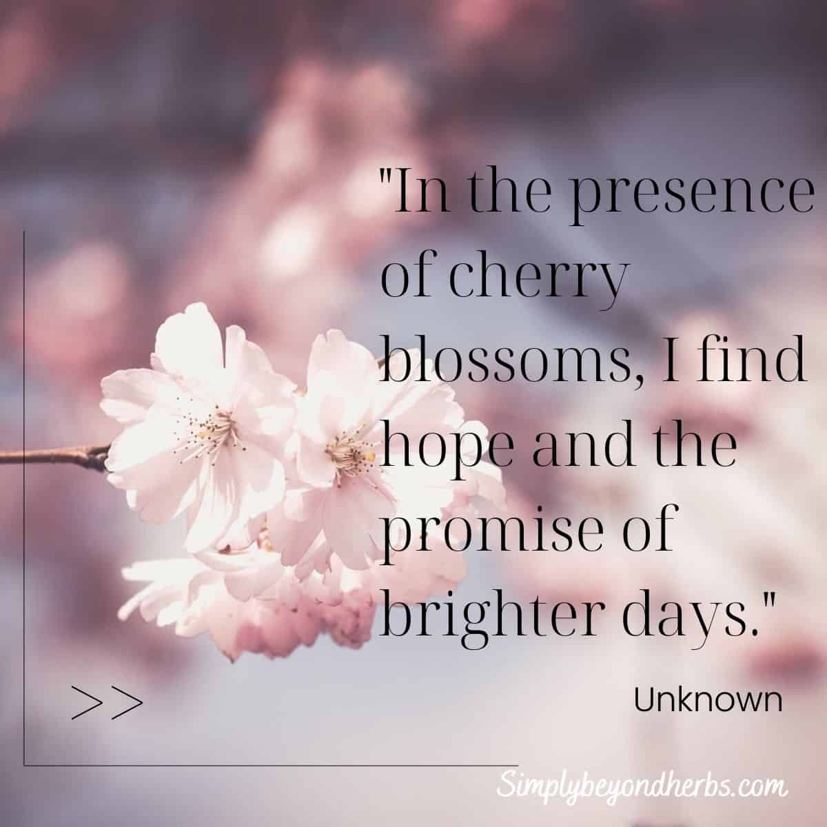 Beautiful Cherry Blossom Quotes: Sakura quotes