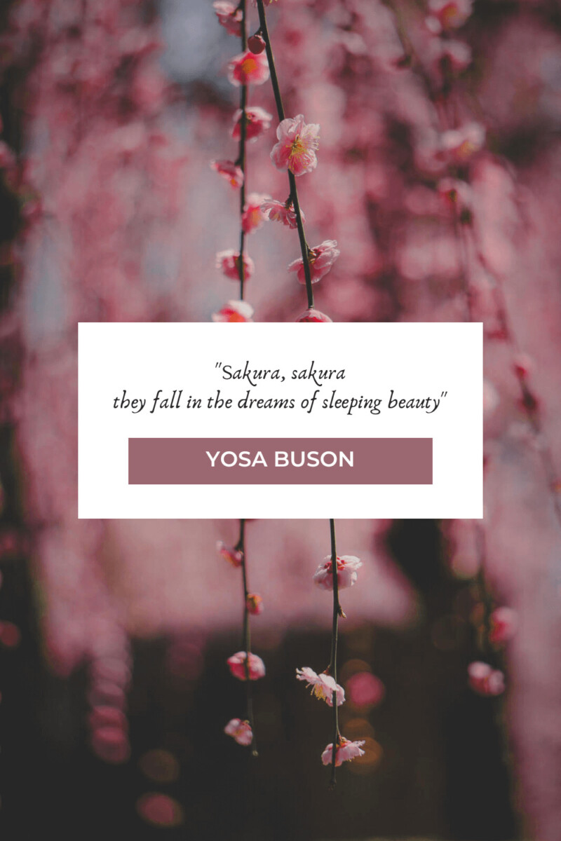 Beautiful Cherry Blossom Quotes About Life, Love, And Renewal To Eden