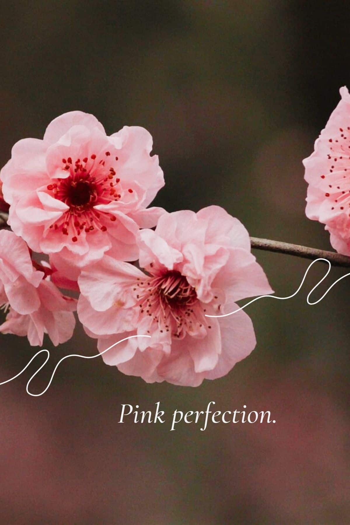 Beautiful Cherry Blossom Quotes: Sakura quotes