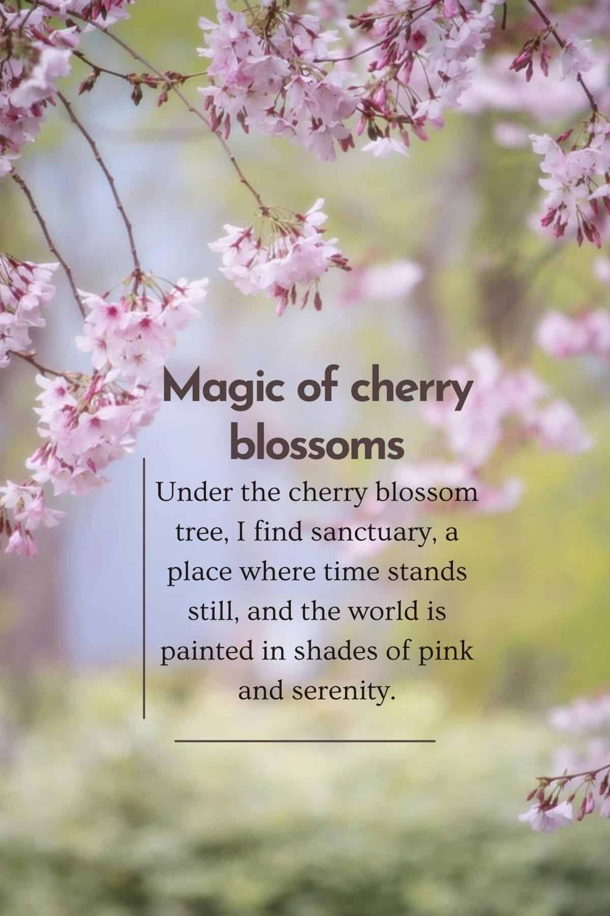 Beautiful Cherry Blossom Quotes: Sakura quotes