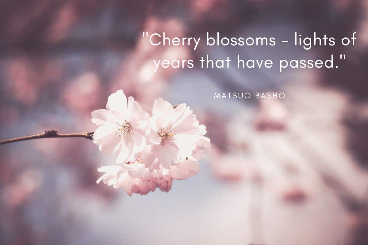 Beautiful Cherry Blossom Quotes: Sakura quotes